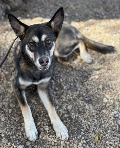 Enlarge Julietta, a Adoptable mixed breed in Phoenix, AZ image 1/3