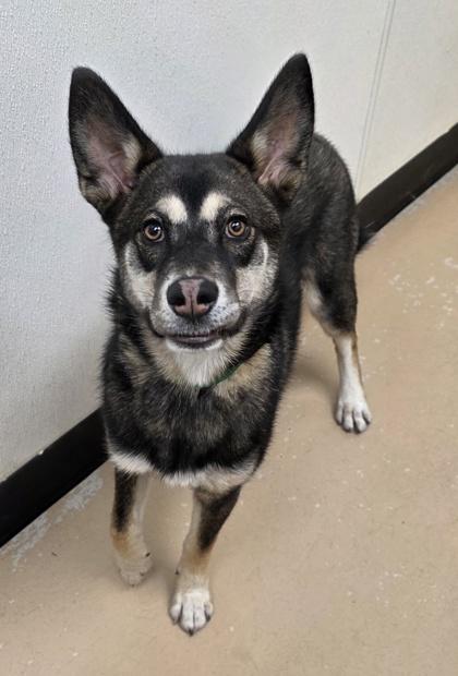 Enlarge Julietta, a Adoptable mixed breed in Phoenix, AZ image 2/3