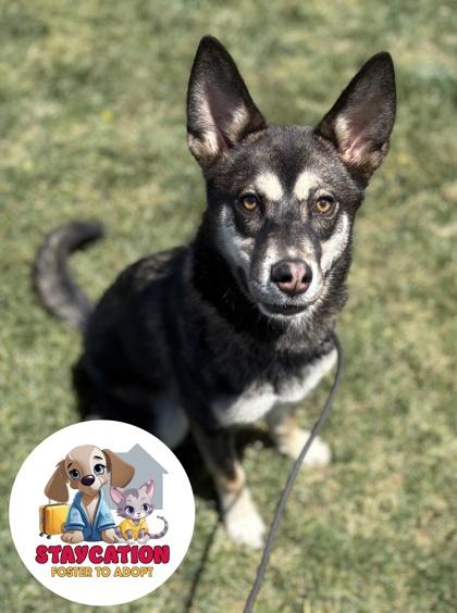 Enlarge Julietta, a Adoptable mixed breed in Phoenix, AZ image 3/3