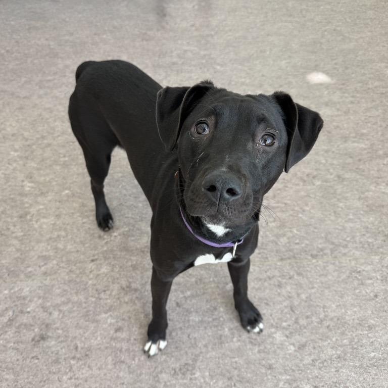 Sadie, Adoptable, Young Female Terrier & Black Labrador Retriever.