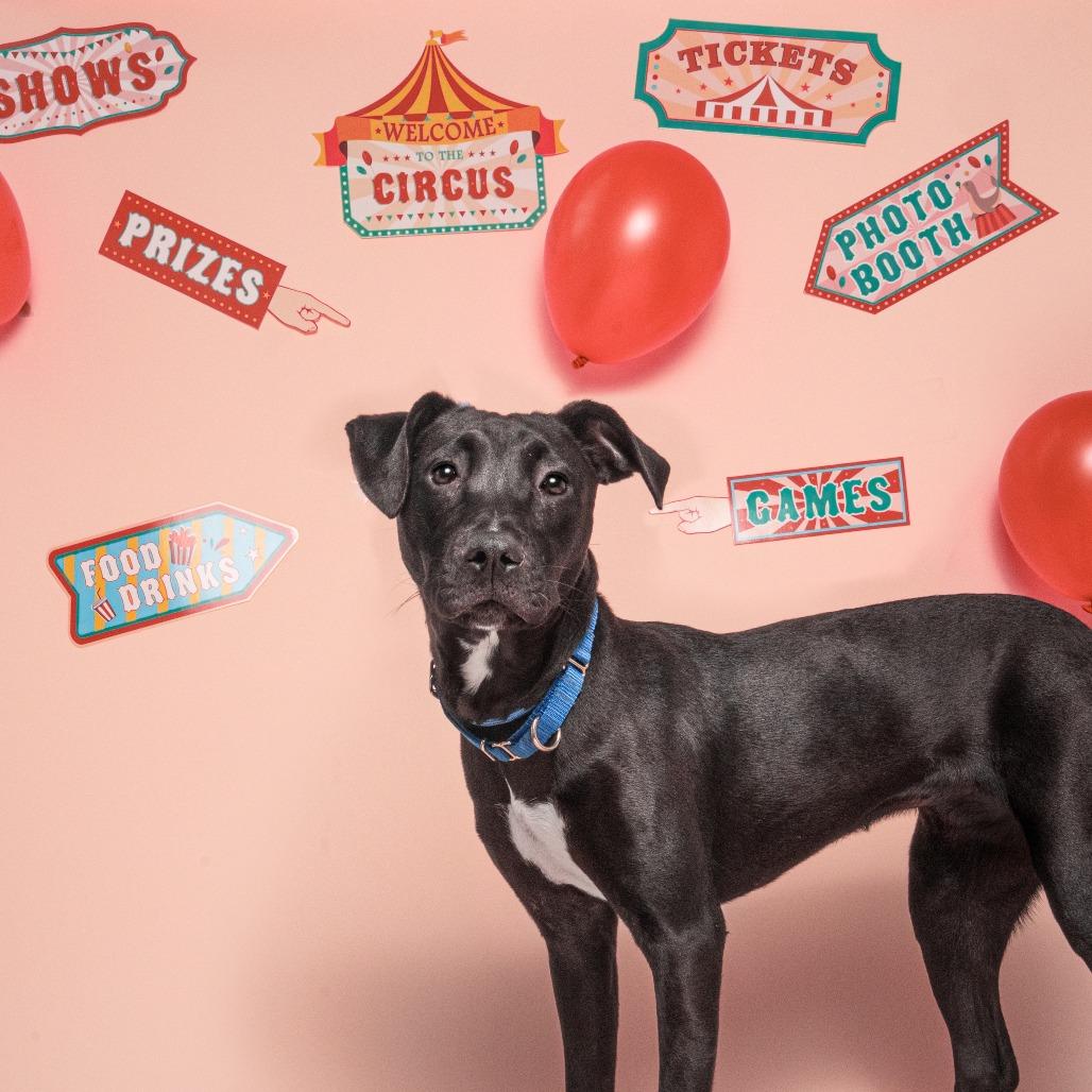 Enlarge Sadie, a Adoptable mixed breed in Saint Louis, MO image 2/2