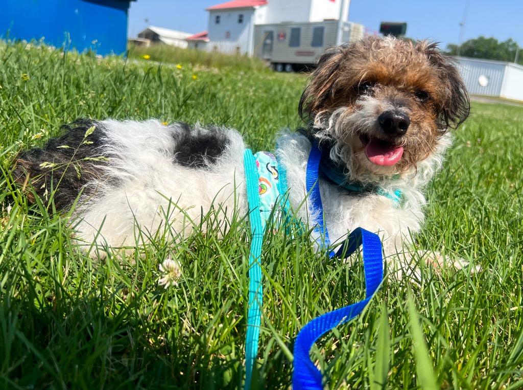 Enlarge Gizmo, a Adopted mixed breed in Murray, KY image 1/2