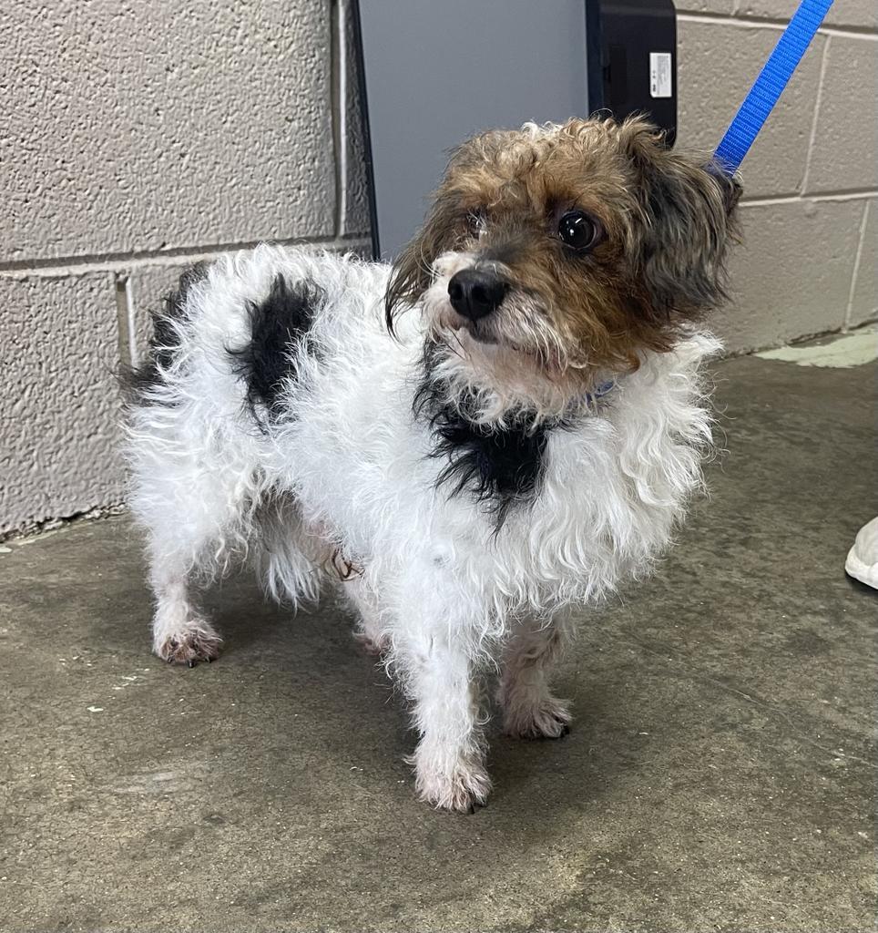 Enlarge Gizmo, a Adopted mixed breed in Murray, KY image 2/2