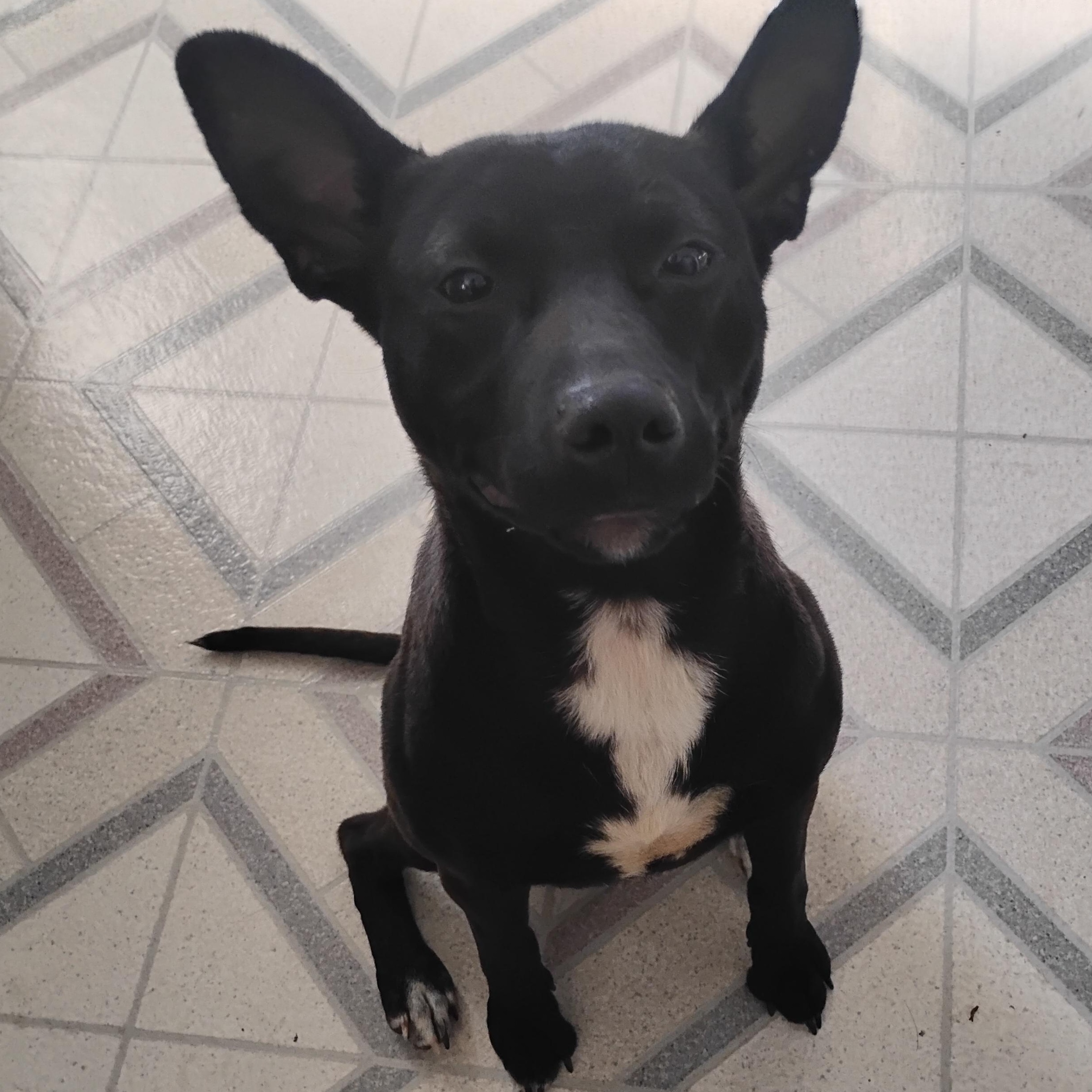 Enlarge Laylah, a ADOPTABLE mixed breed in Salisbury, MD image 1/1