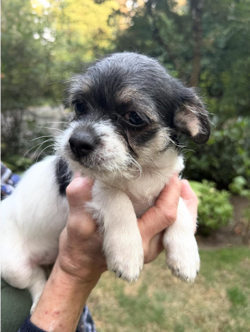 Enlarge Button, an adopted mixed breed in Puyallup, WA image 2/2