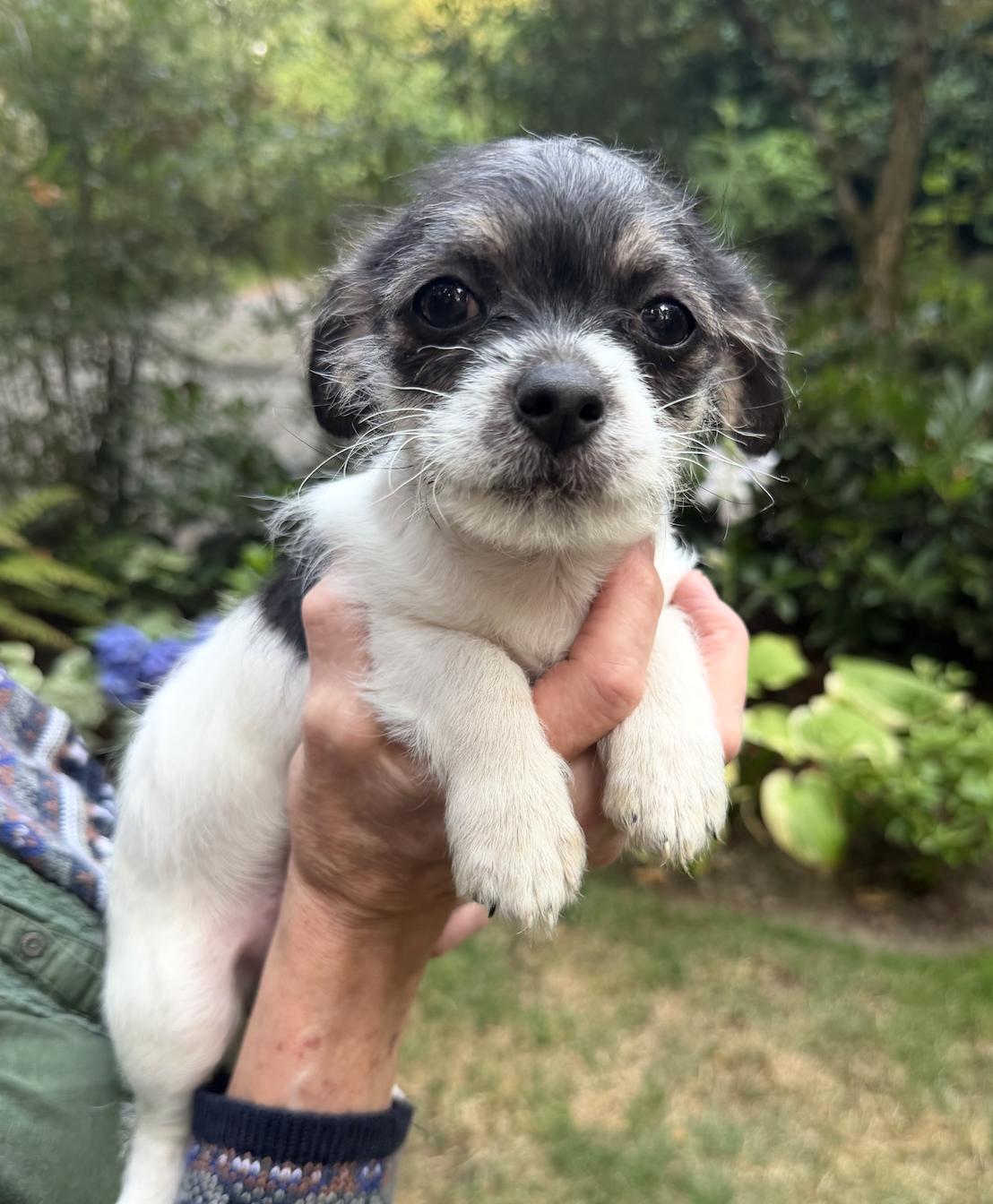 Enlarge Button, an adopted mixed breed in Puyallup, WA image 1/2