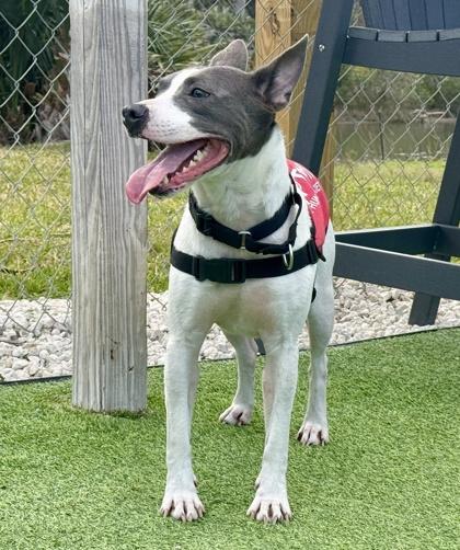 Ryder — thumbnail 2