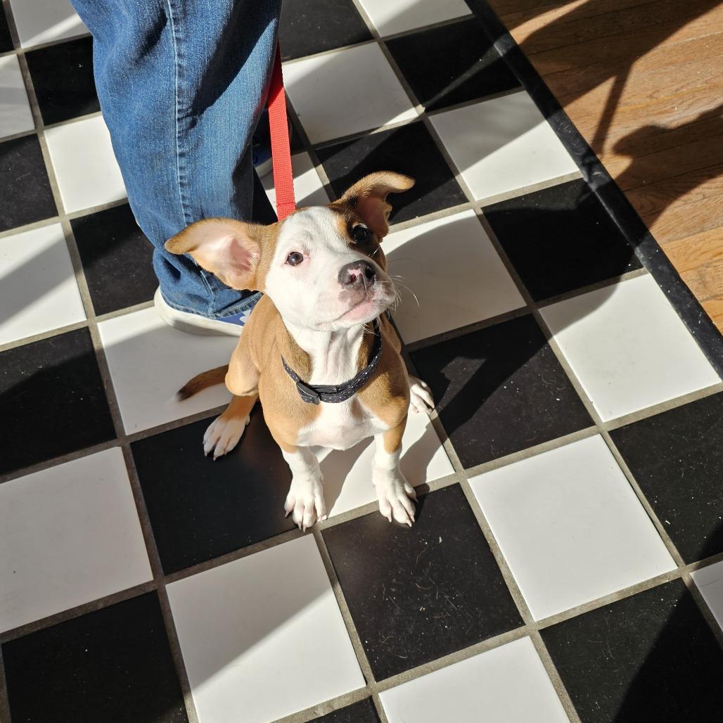 Enlarge Leia II 25-133, a Adoptable mixed breed in Little Rock, AR image 1/6