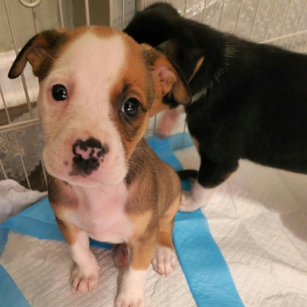 Enlarge Leia II 25-133, a Adoptable mixed breed in Little Rock, AR image 2/6