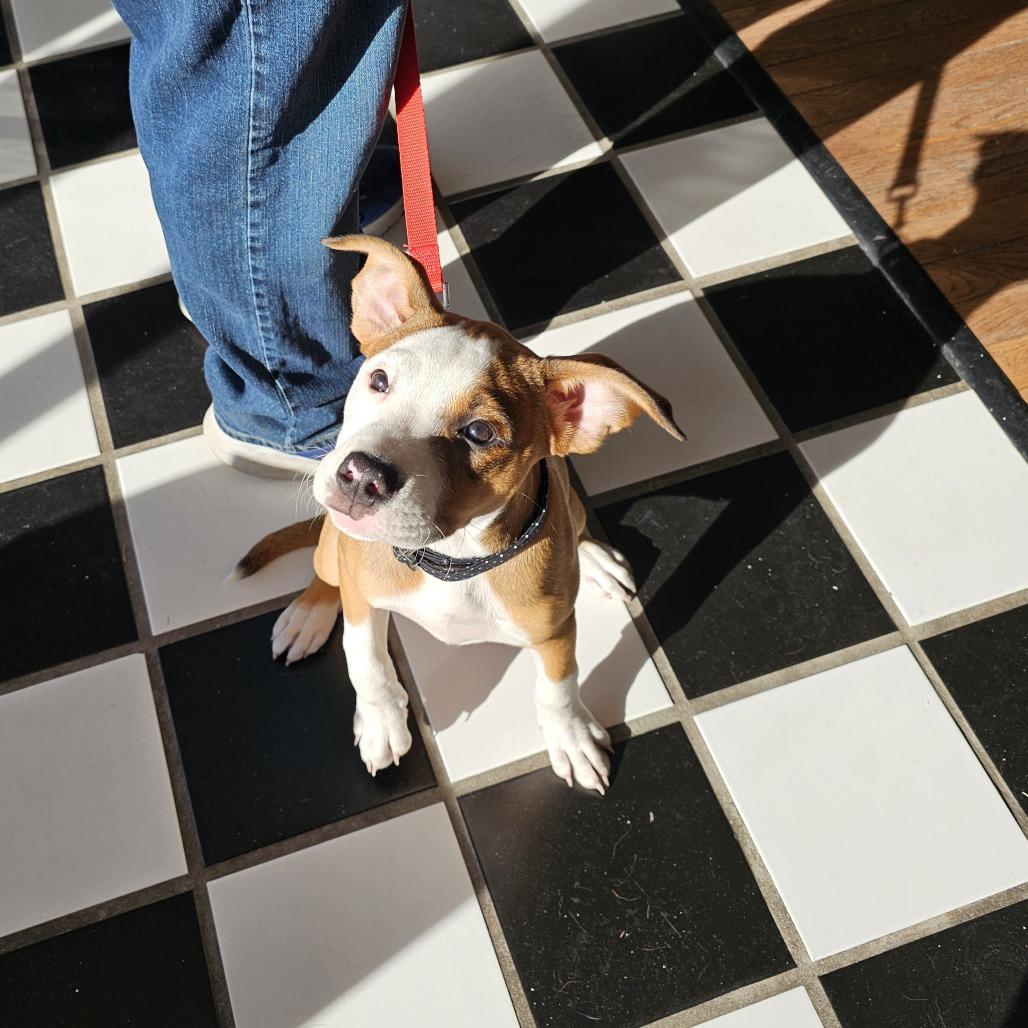 Enlarge Leia II 25-133, a Adoptable mixed breed in Little Rock, AR image 3/6