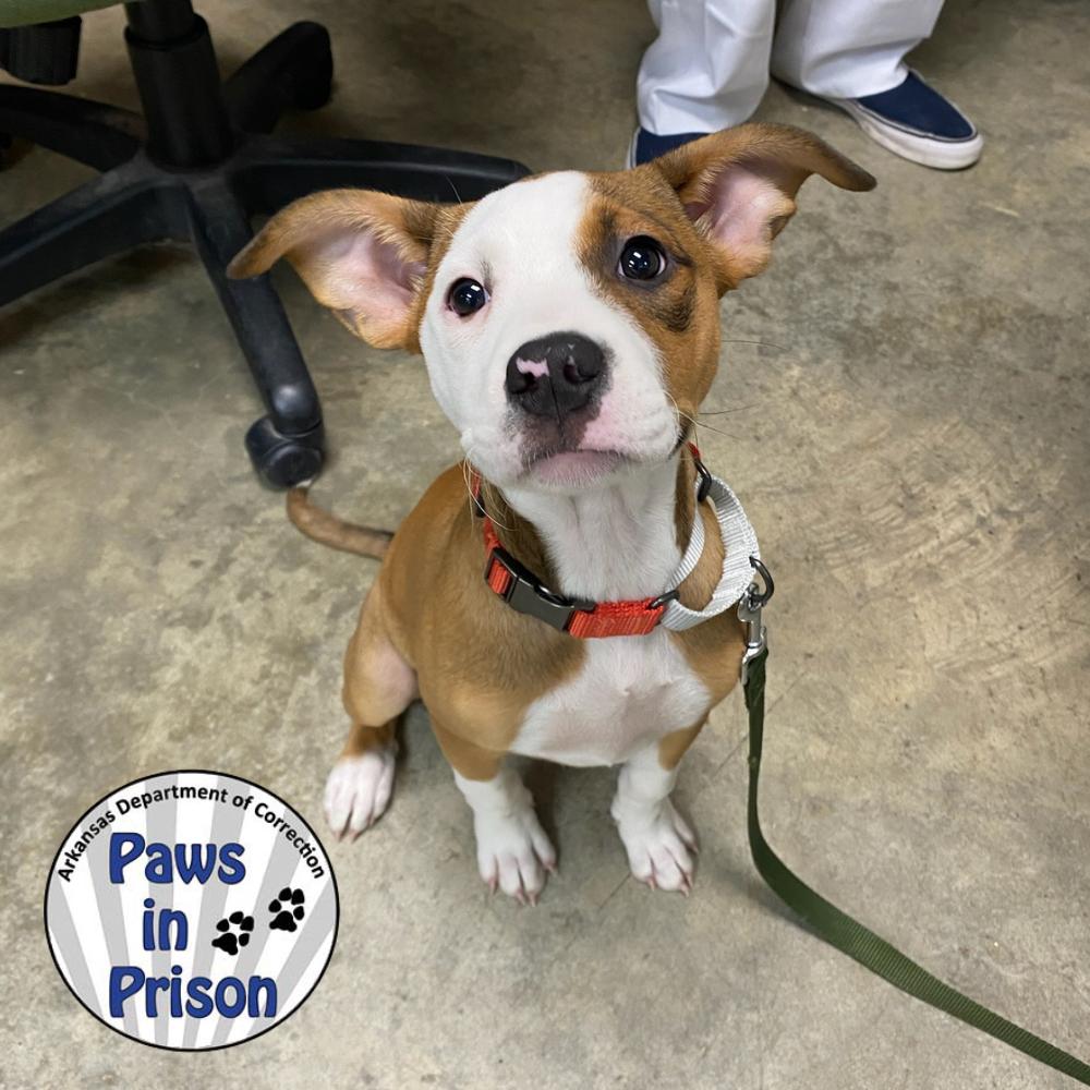 Enlarge Leia II 25-133, a Adoptable mixed breed in Little Rock, AR image 4/6