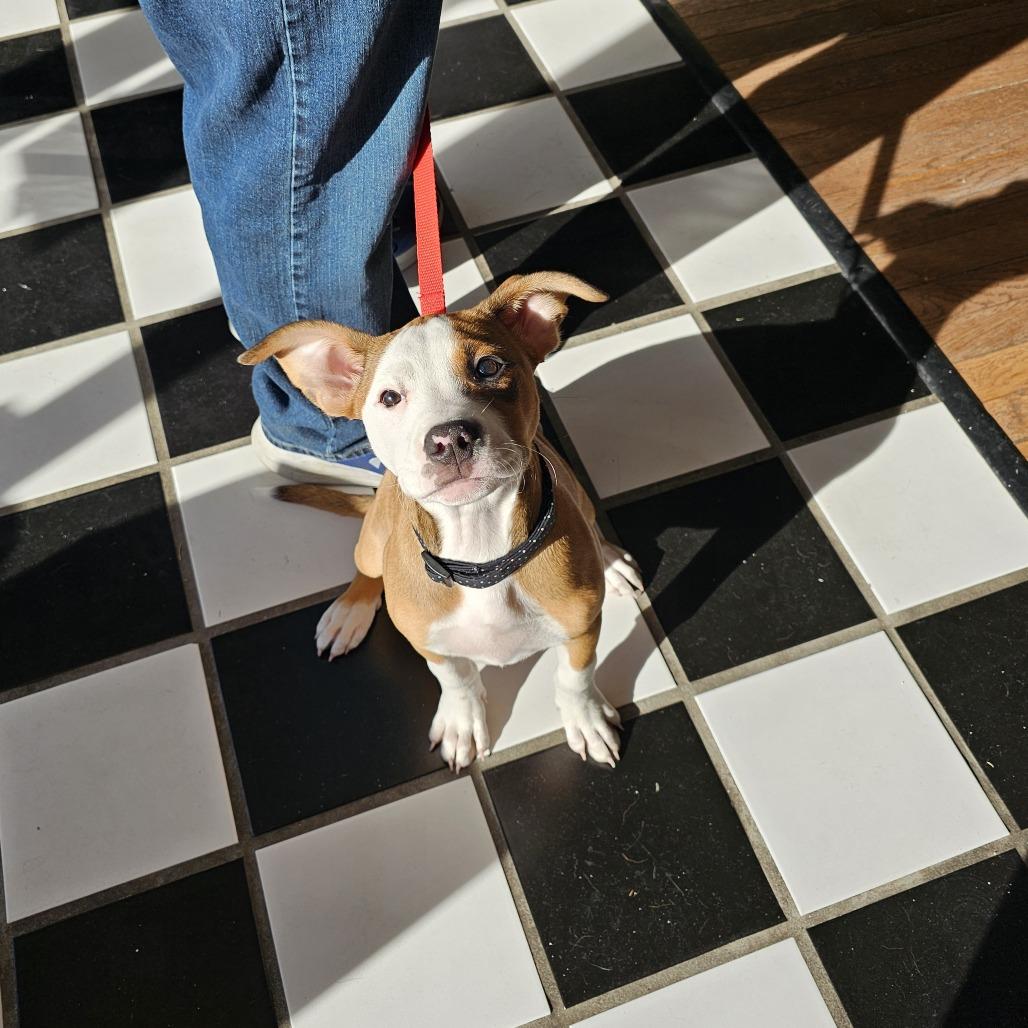 Enlarge Leia II 25-133, a Adoptable mixed breed in Little Rock, AR image 5/6