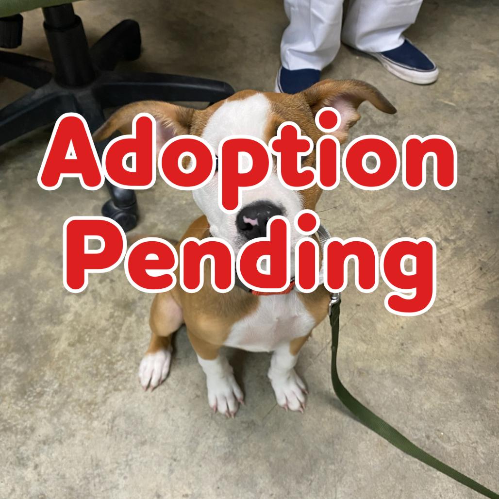 Leia II 25-133, Adoptable, Puppy Female Hound.