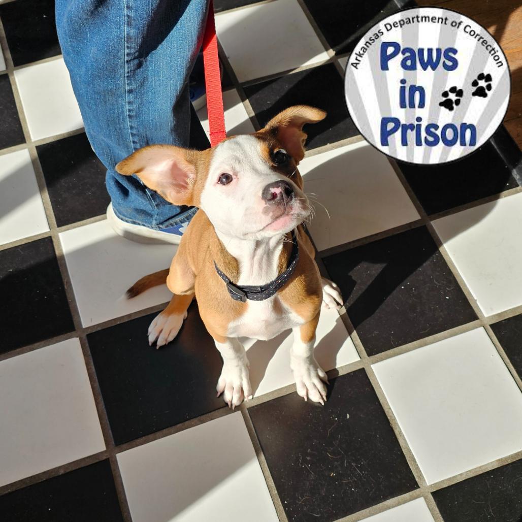 Enlarge Leia II 25-133, a Adoptable mixed breed in Little Rock, AR image 6/6