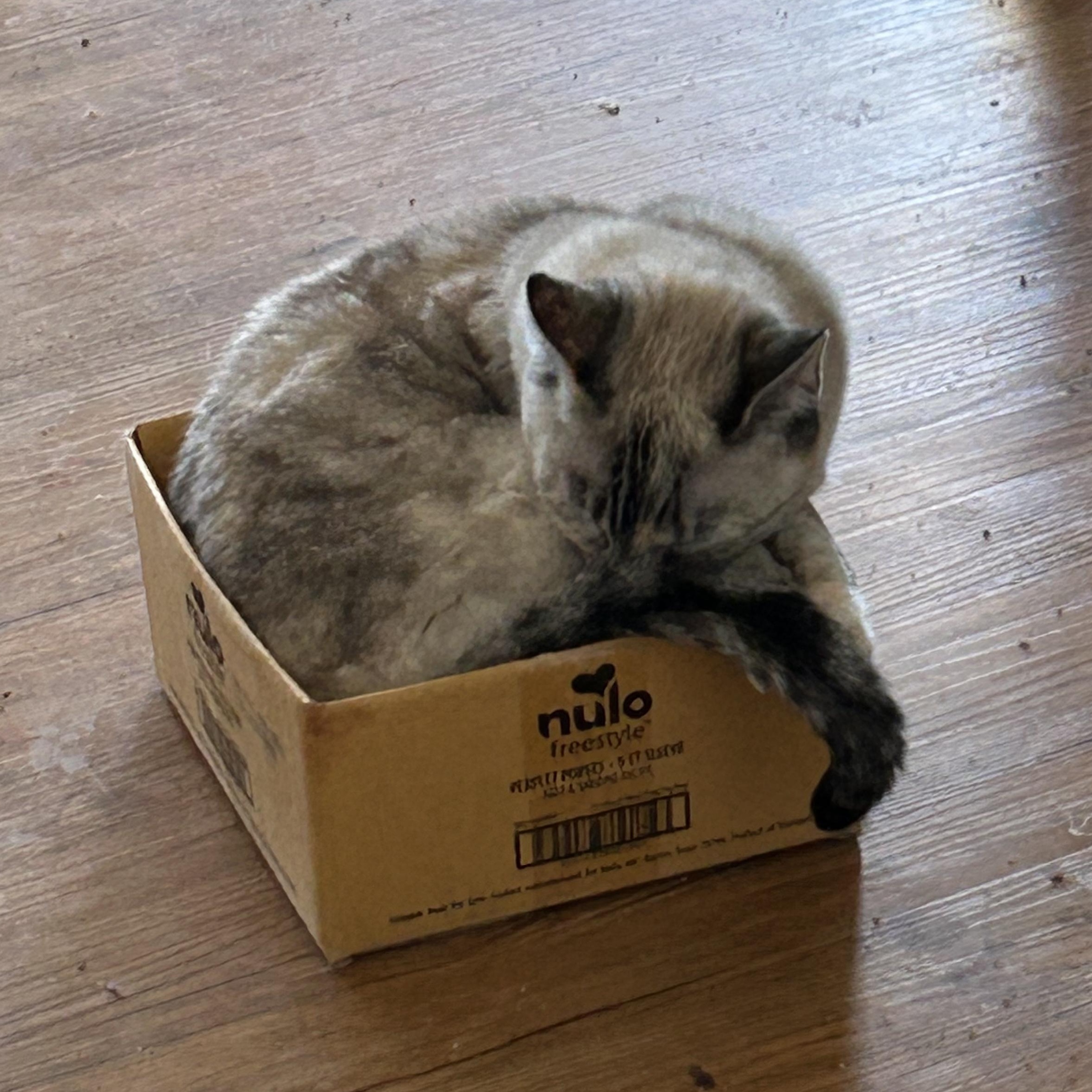 Enlarge Mitzi, a ADOPTABLE mixed breed in Anaheim, CA image 2/2