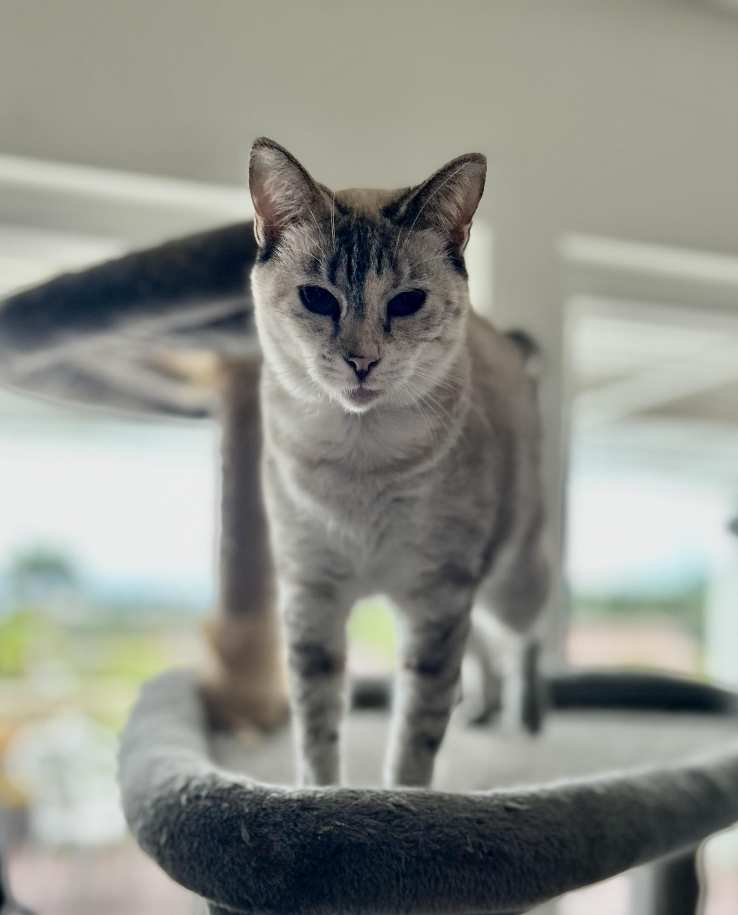 Mitzi, ADOPTABLE, Adult Female Siamese & Domestic Short Hair.