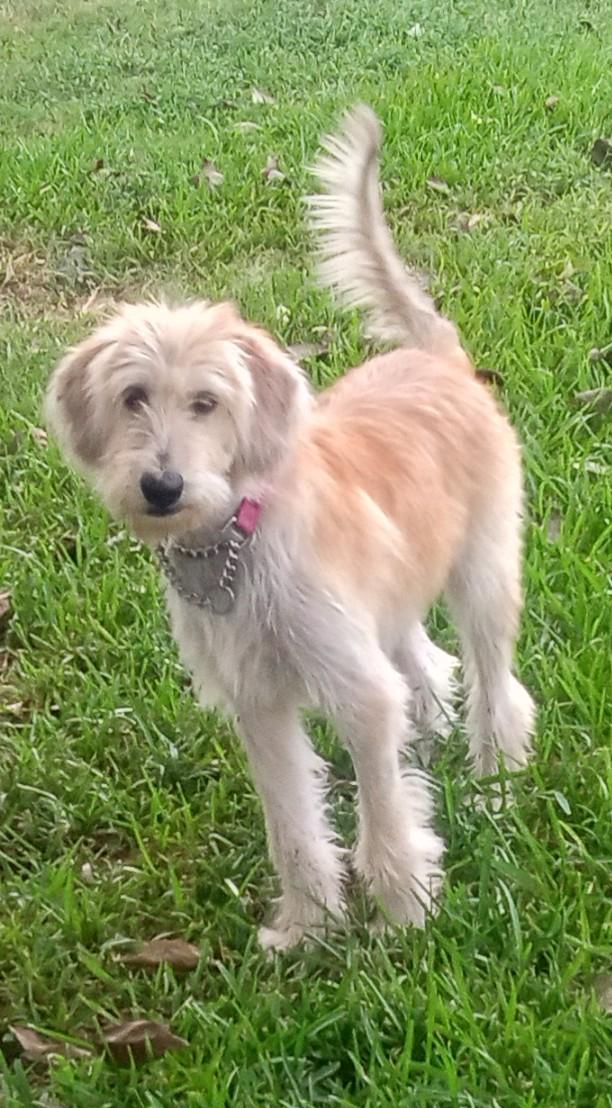 Enlarge Felicity, a Adopted mixed breed in Silsbee, TX image 2/5