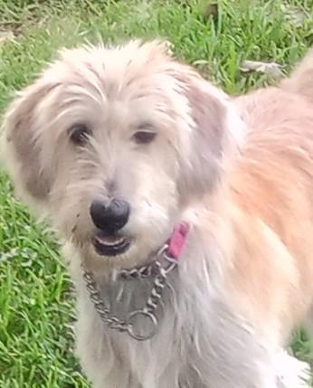 Enlarge Felicity, a Adopted mixed breed in Silsbee, TX image 1/5