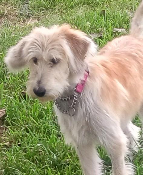 Enlarge Felicity, a Adopted mixed breed in Silsbee, TX image 5/5