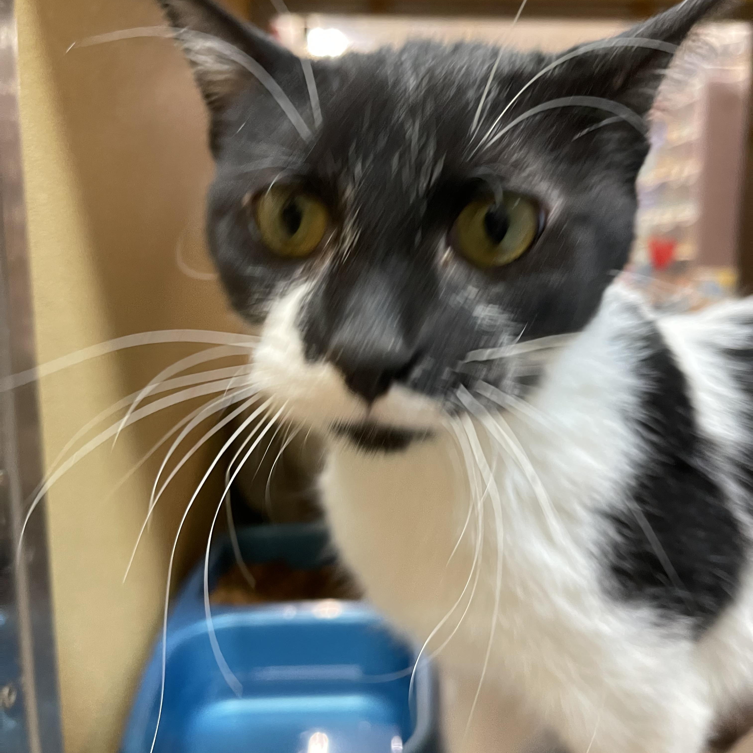 Enlarge Tinsel, a ADOPTABLE Domestic Short Hair in Highland, IN image 4/5