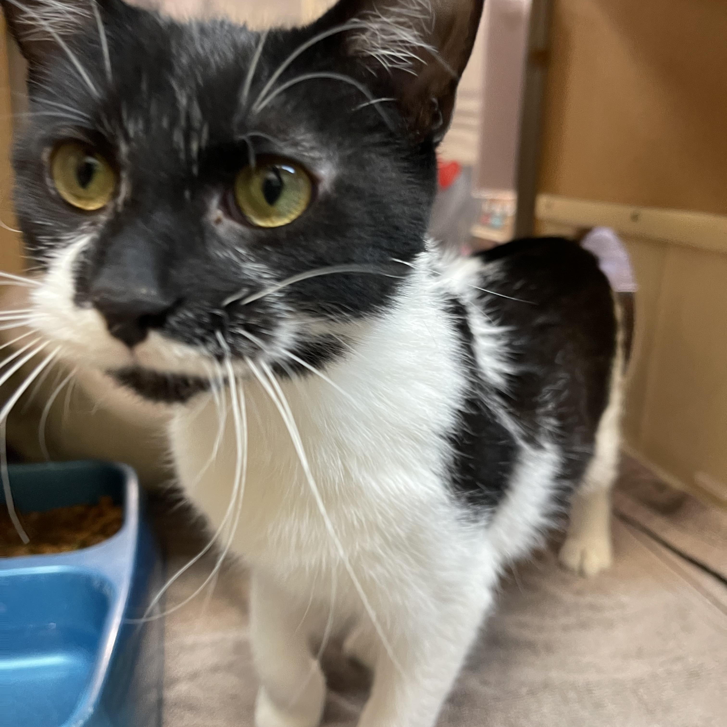 Enlarge Tinsel, a ADOPTABLE Domestic Short Hair in Highland, IN image 2/5