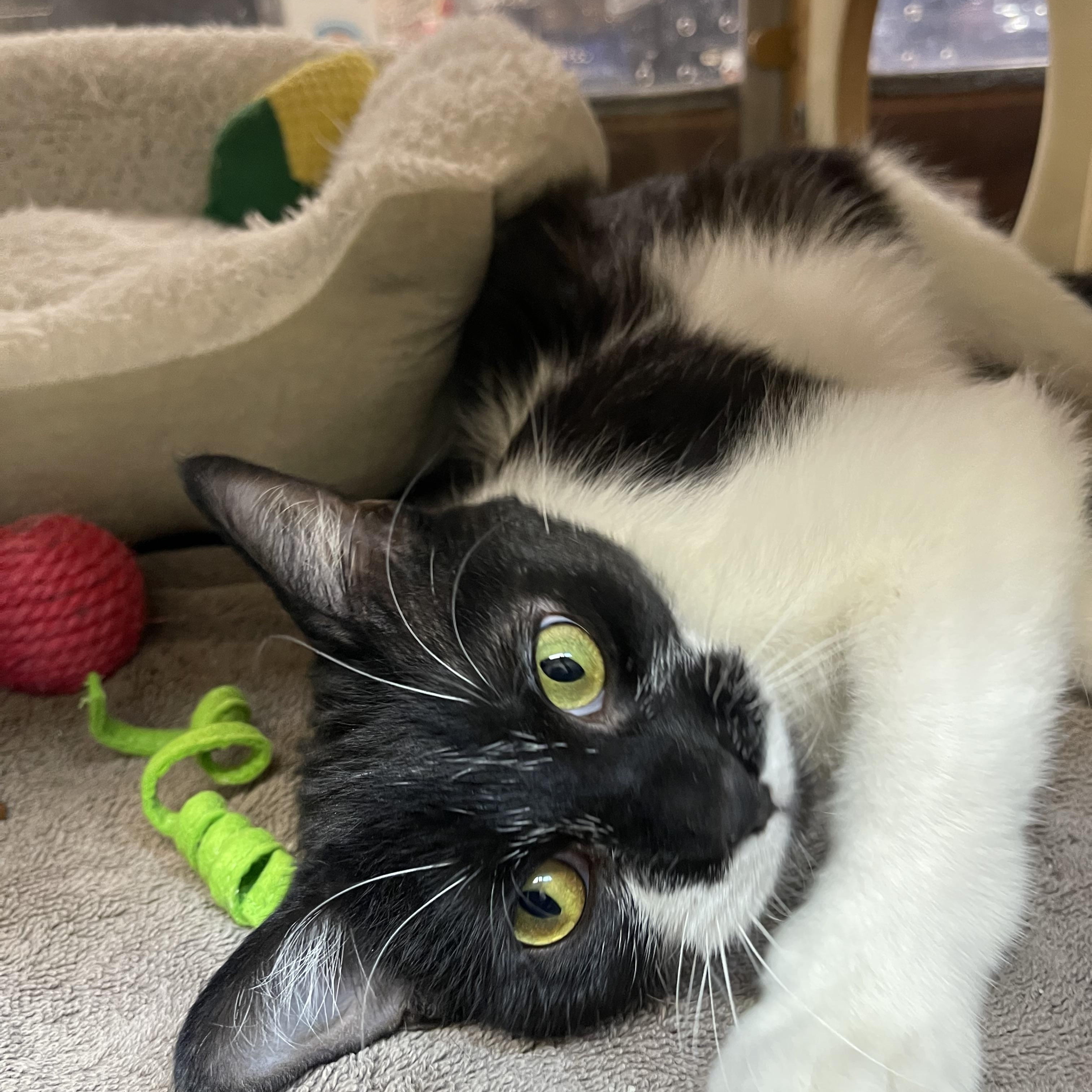 Enlarge Tinsel, a ADOPTABLE Domestic Short Hair in Highland, IN image 1/5