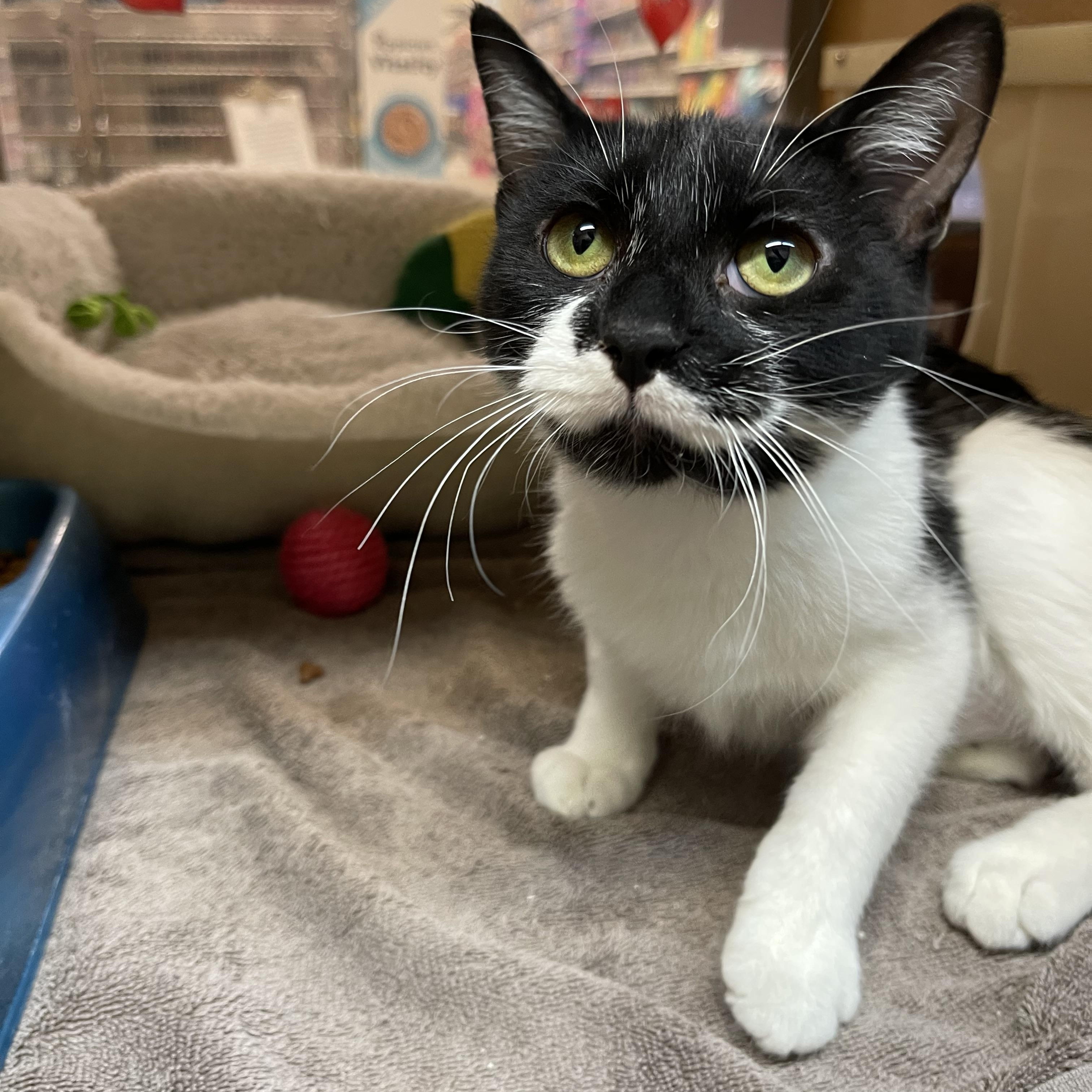 Enlarge Tinsel, a ADOPTABLE Domestic Short Hair in Highland, IN image 3/5