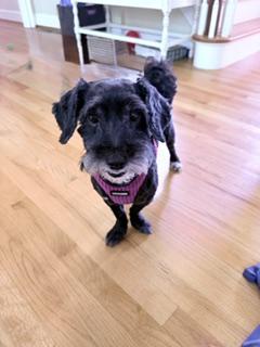 Dash, Adopted, Adult Male Terrier.