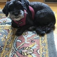 Enlarge Dash, a Adopted mixed breed in Bloomfield, CT image 2/3