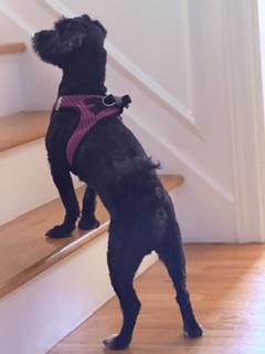 Enlarge Dash, a Adopted mixed breed in Bloomfield, CT image 3/3
