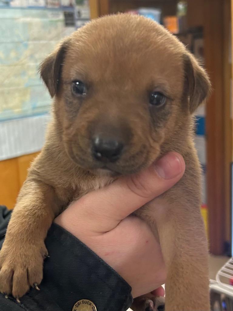 Banner, Adoptable, Puppy Male Hound.