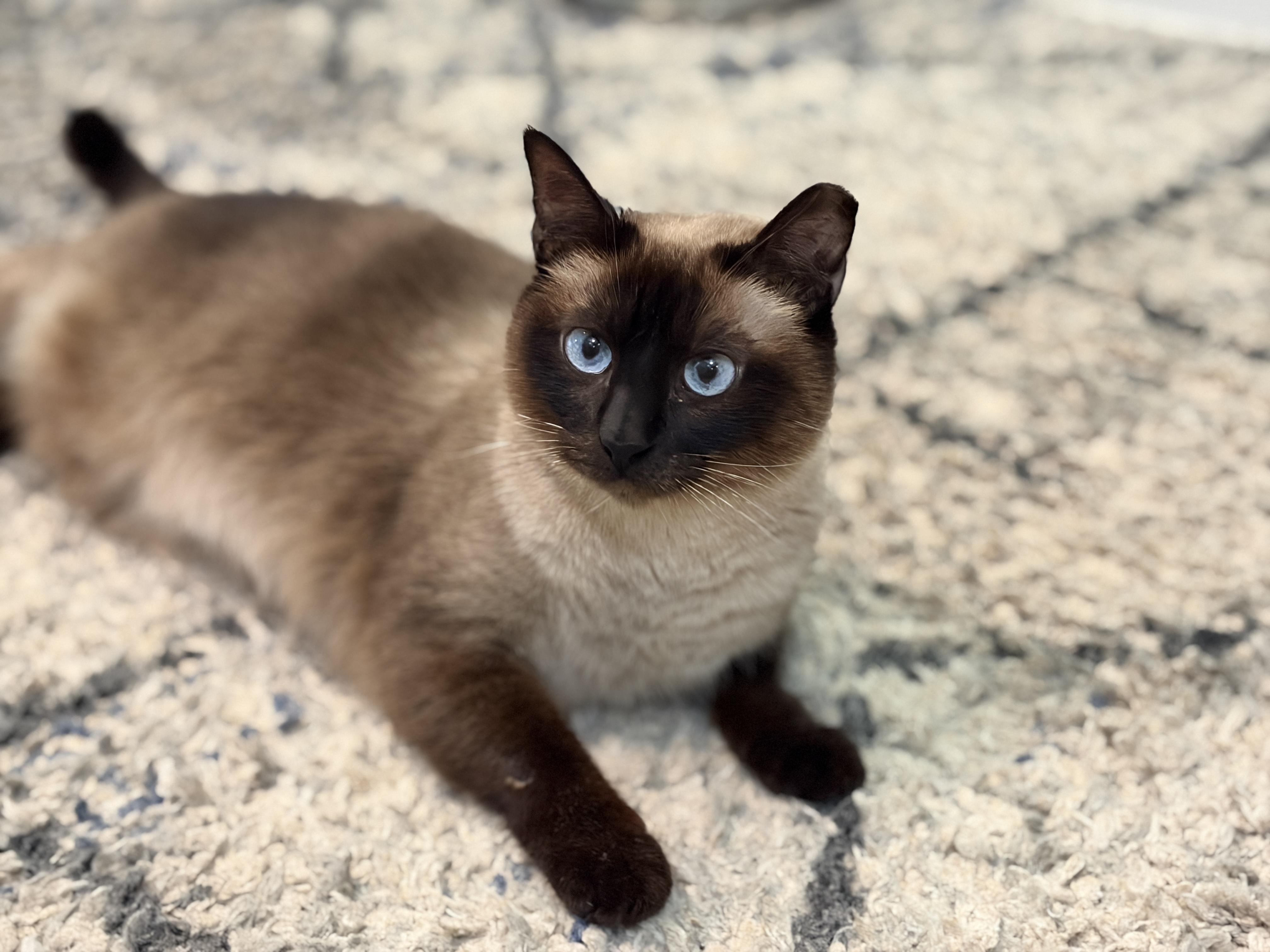 Enlarge Mauve, an adopted Siamese in Bedminster, NJ image 5/5