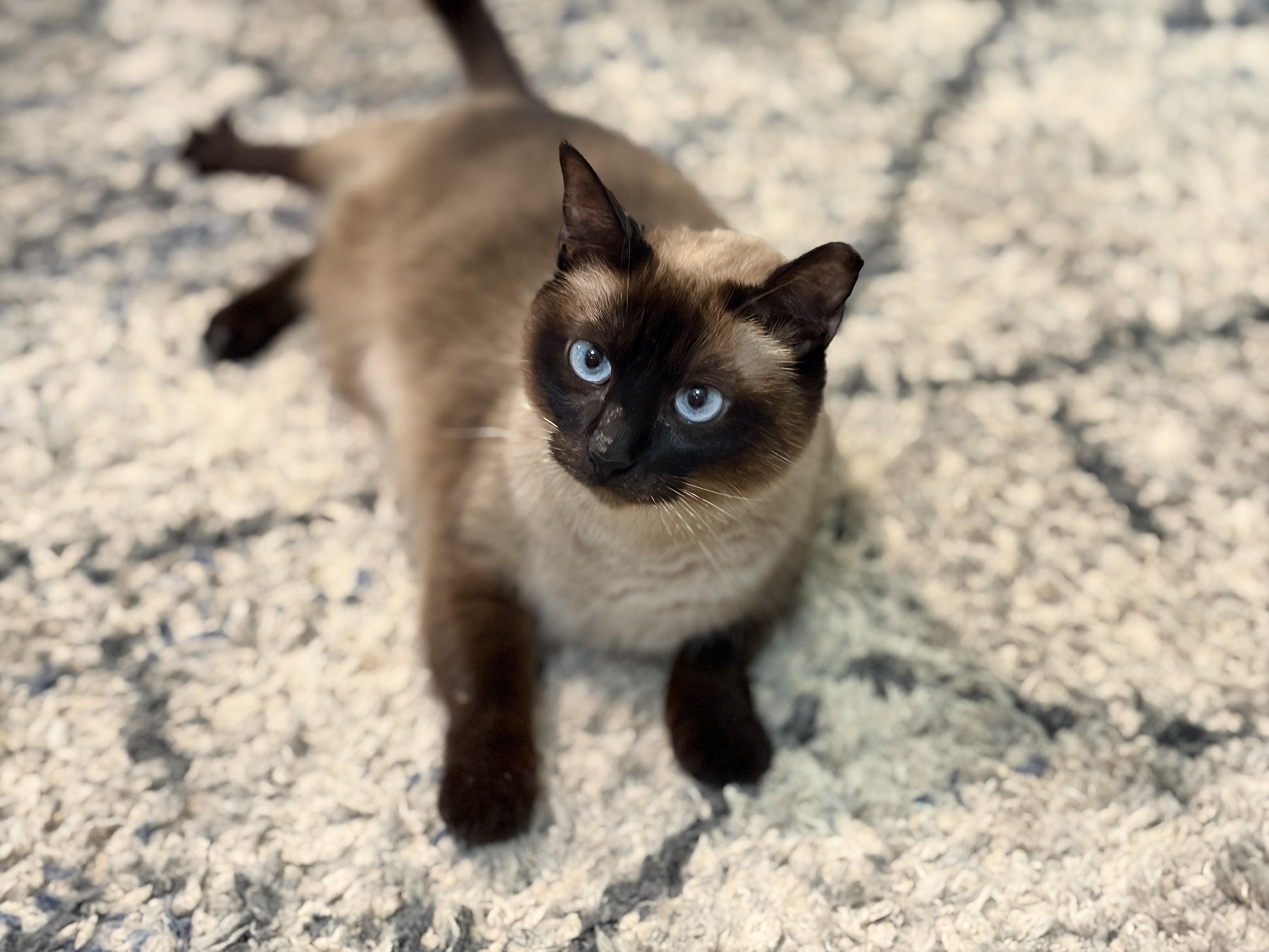 Enlarge Mauve, an adopted Siamese in Bedminster, NJ image 2/5
