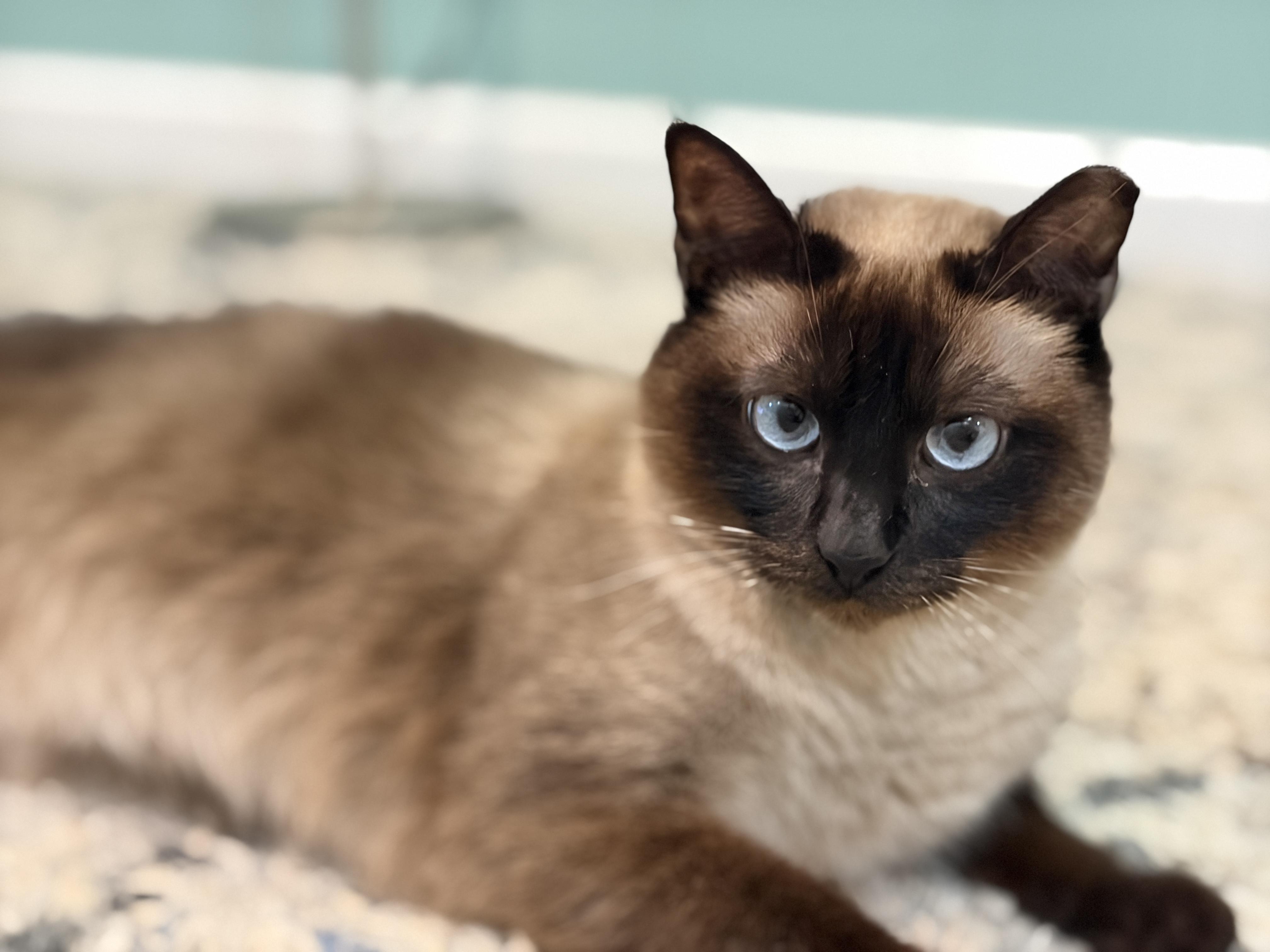 Enlarge Mauve, an adopted Siamese in Bedminster, NJ image 3/5