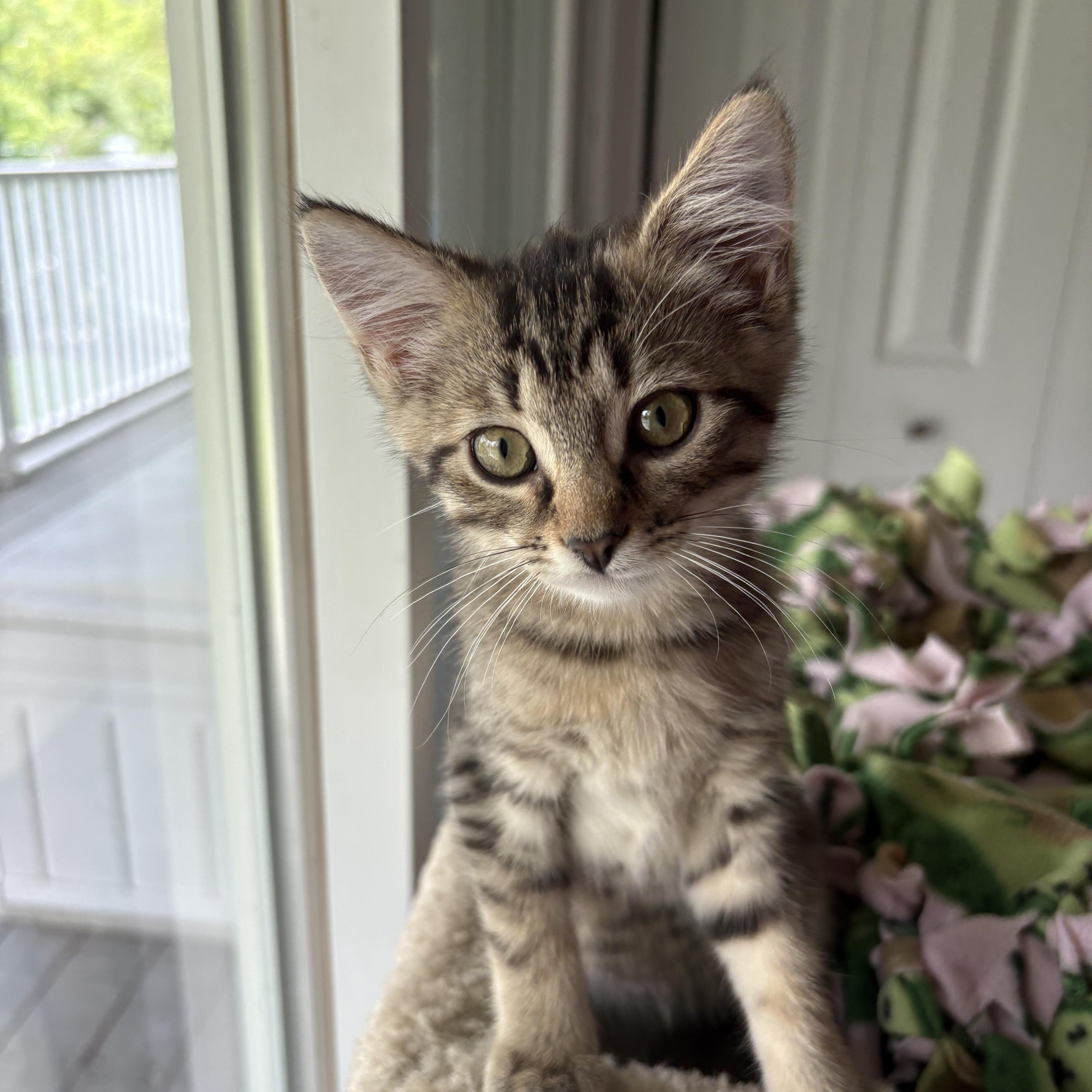 Matcha, adopted, Kitten Male Tabby.