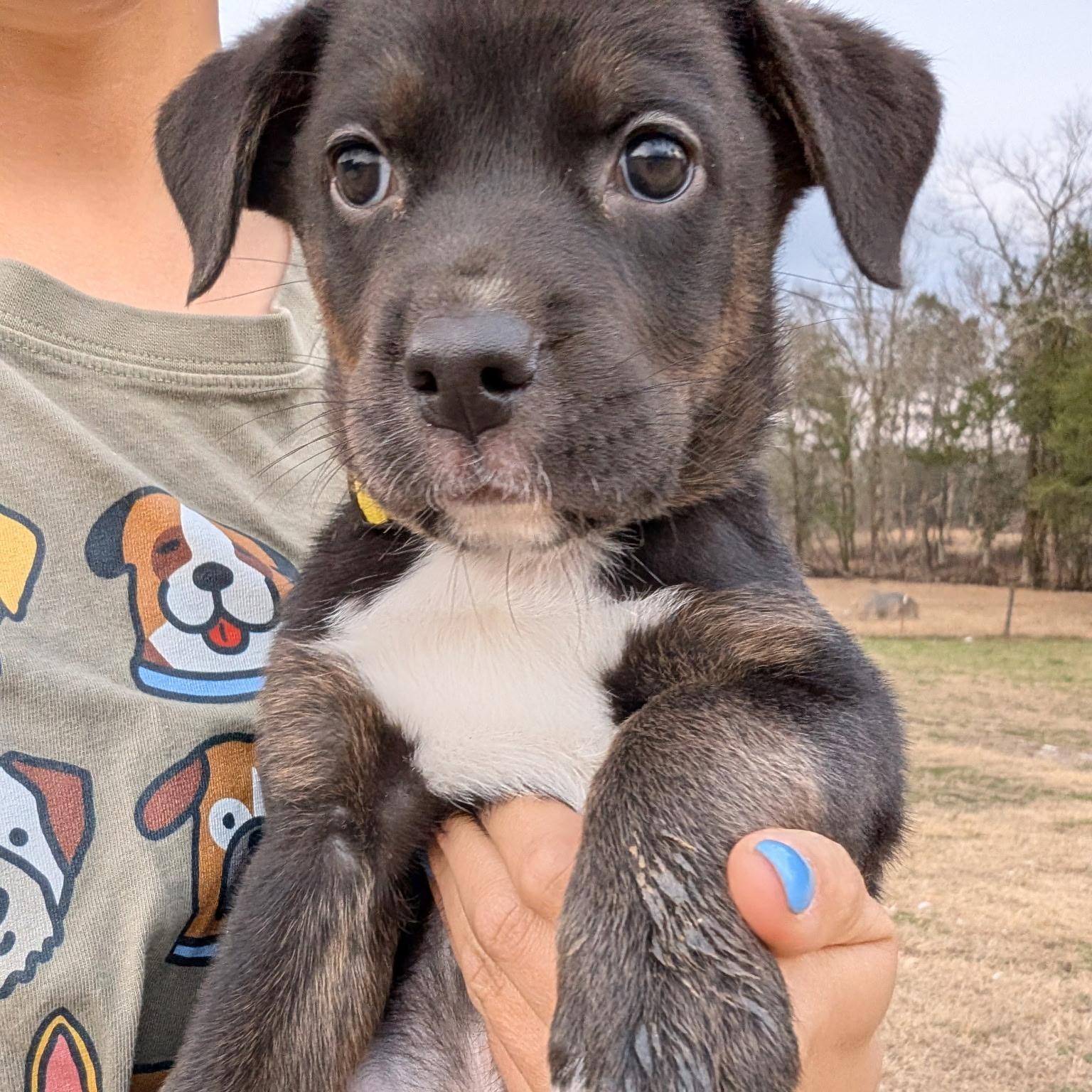 Booker T. , ADOPTABLE, Puppy Male Mixed Breed.