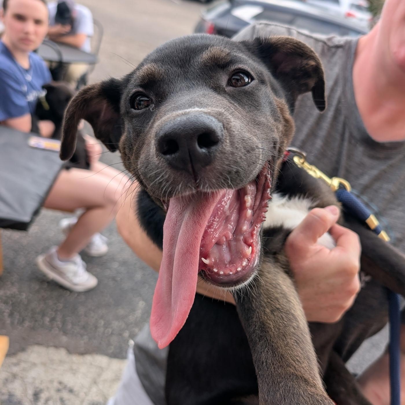 Booker T. , ADOPTABLE, Puppy Male Black Labrador Retriever & Rottweiler.