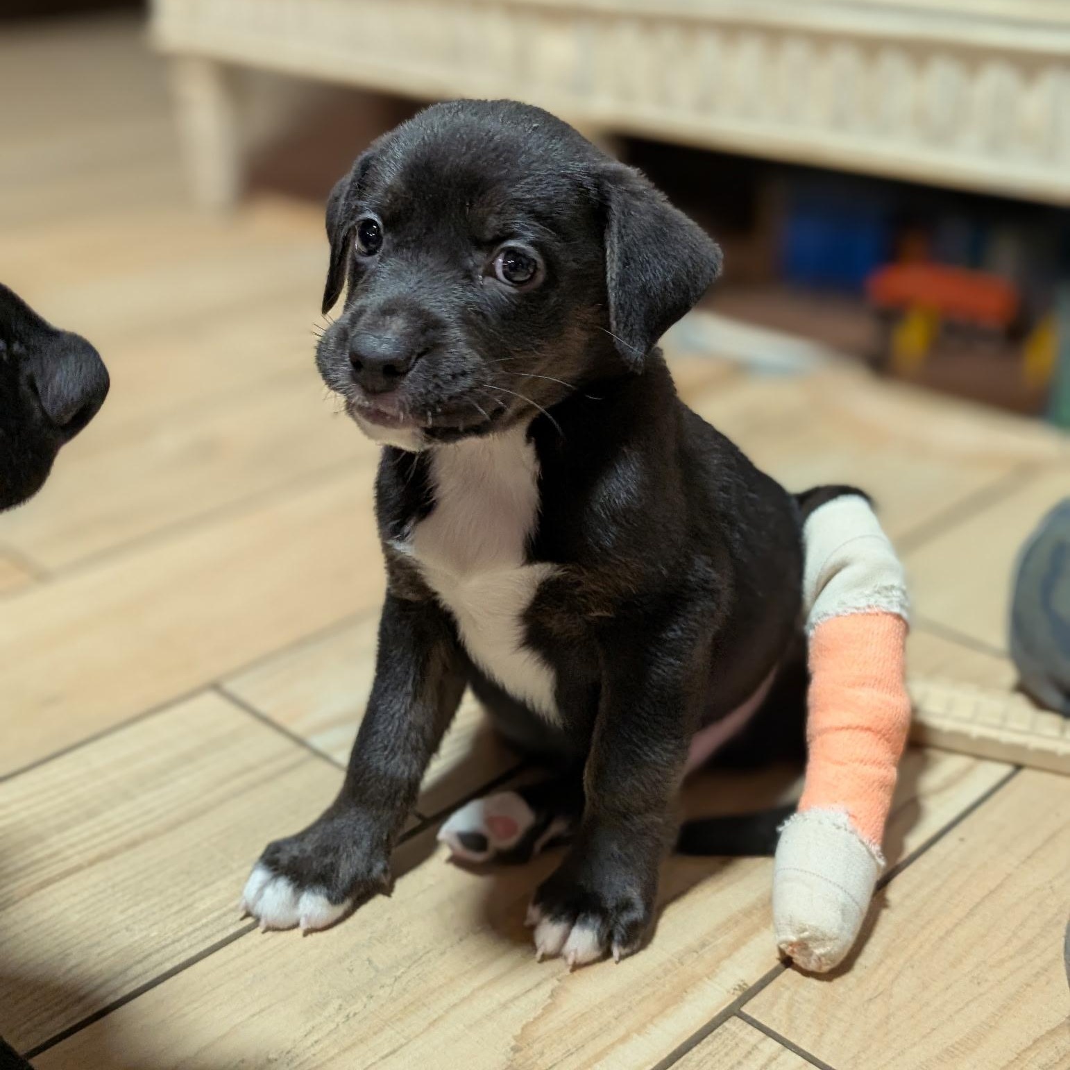 Booker T. , ADOPTABLE, Puppy Male Mixed Breed.