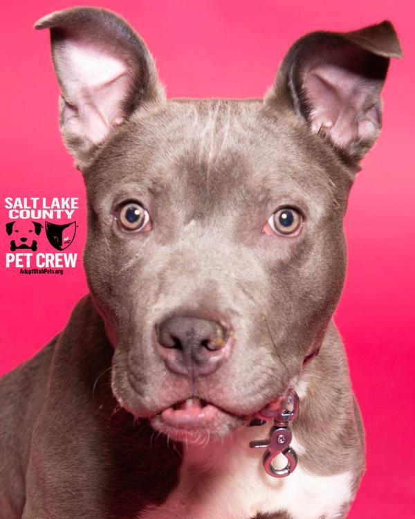 Enlarge *Tabasco*, a Adoptable mixed breed in Salt Lake City, UT image 1/1