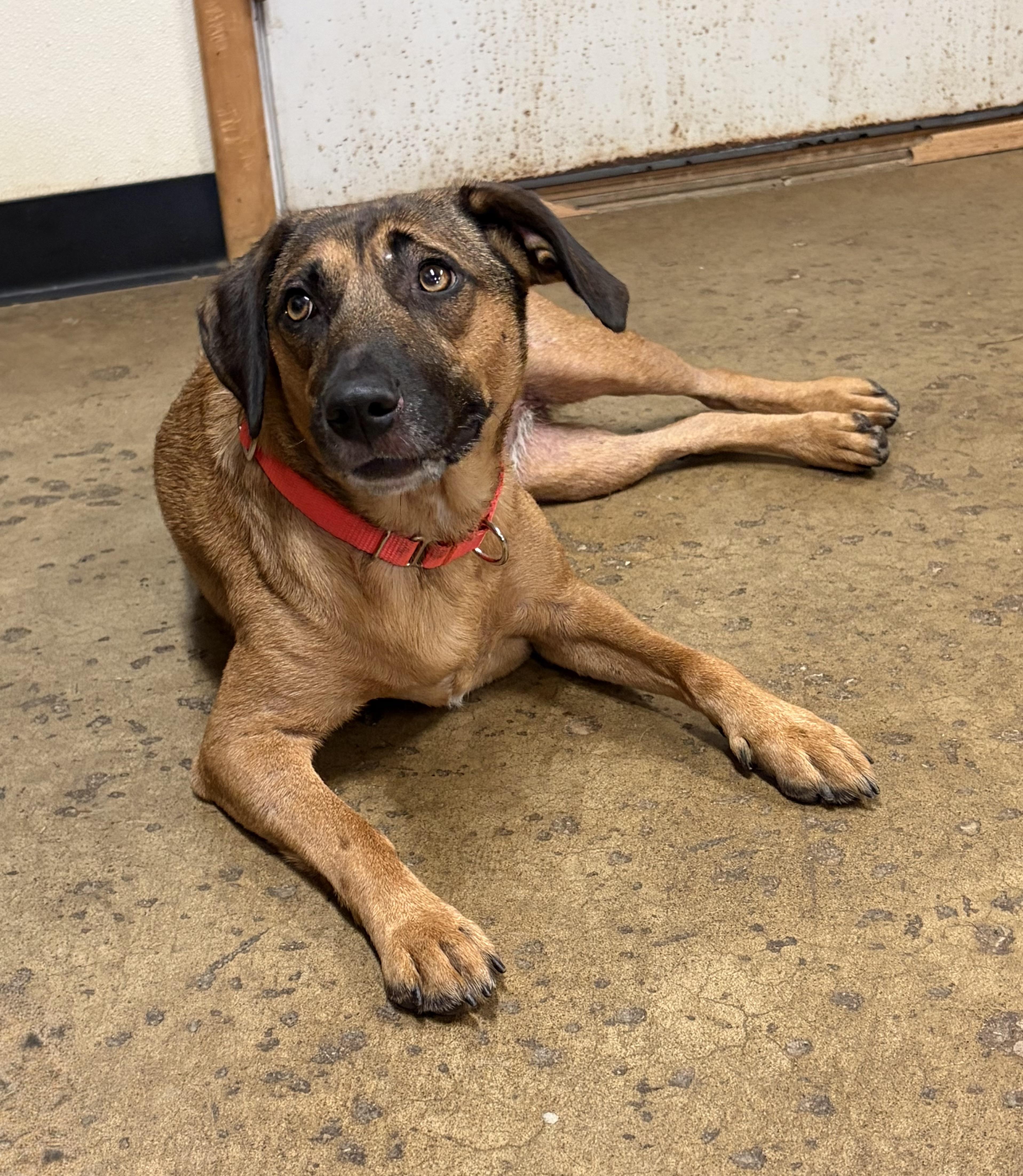 Enlarge Madison, a Adopted mixed breed in Chardon, OH image 3/6