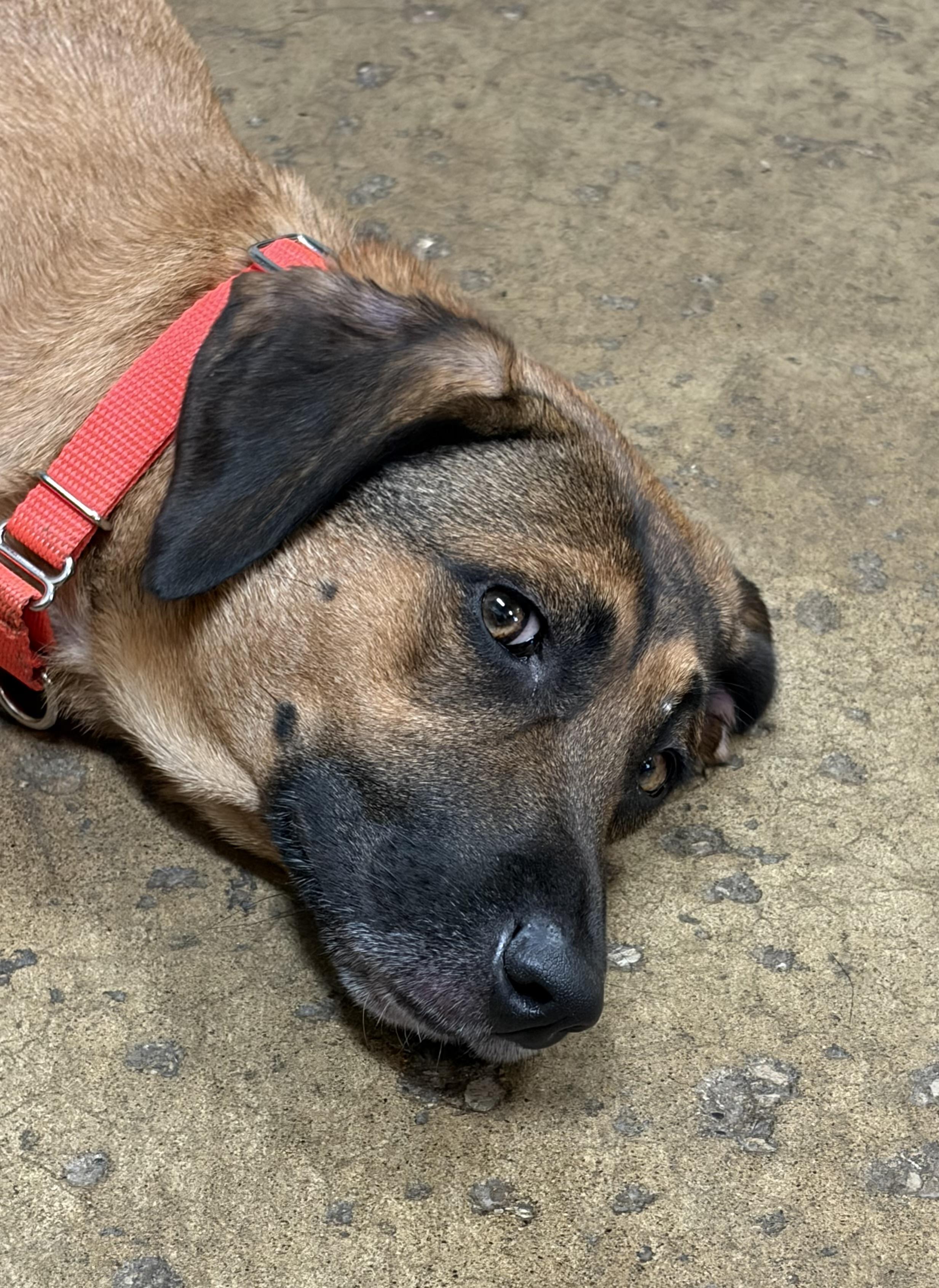 Enlarge Madison, a Adopted mixed breed in Chardon, OH image 4/6