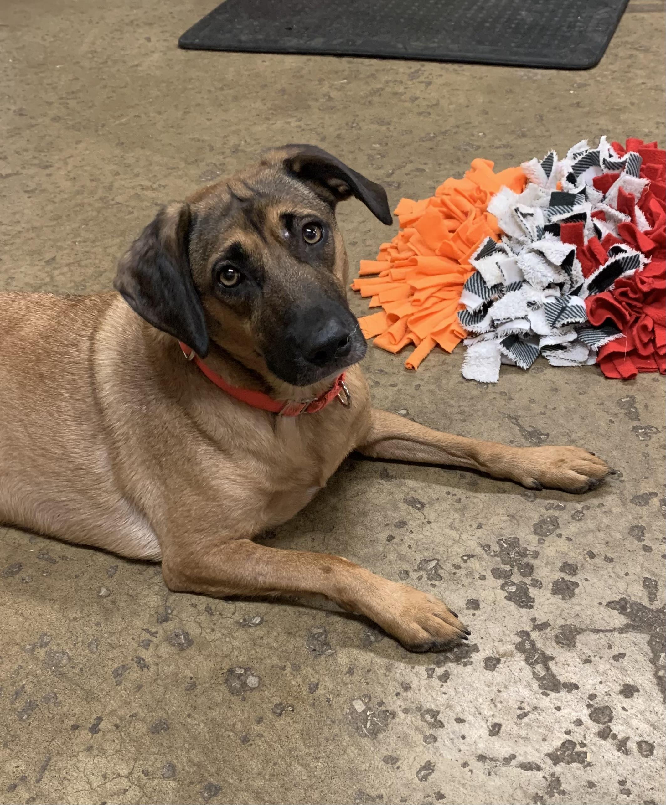 Madison, Adopted, Adult Female Beagle.