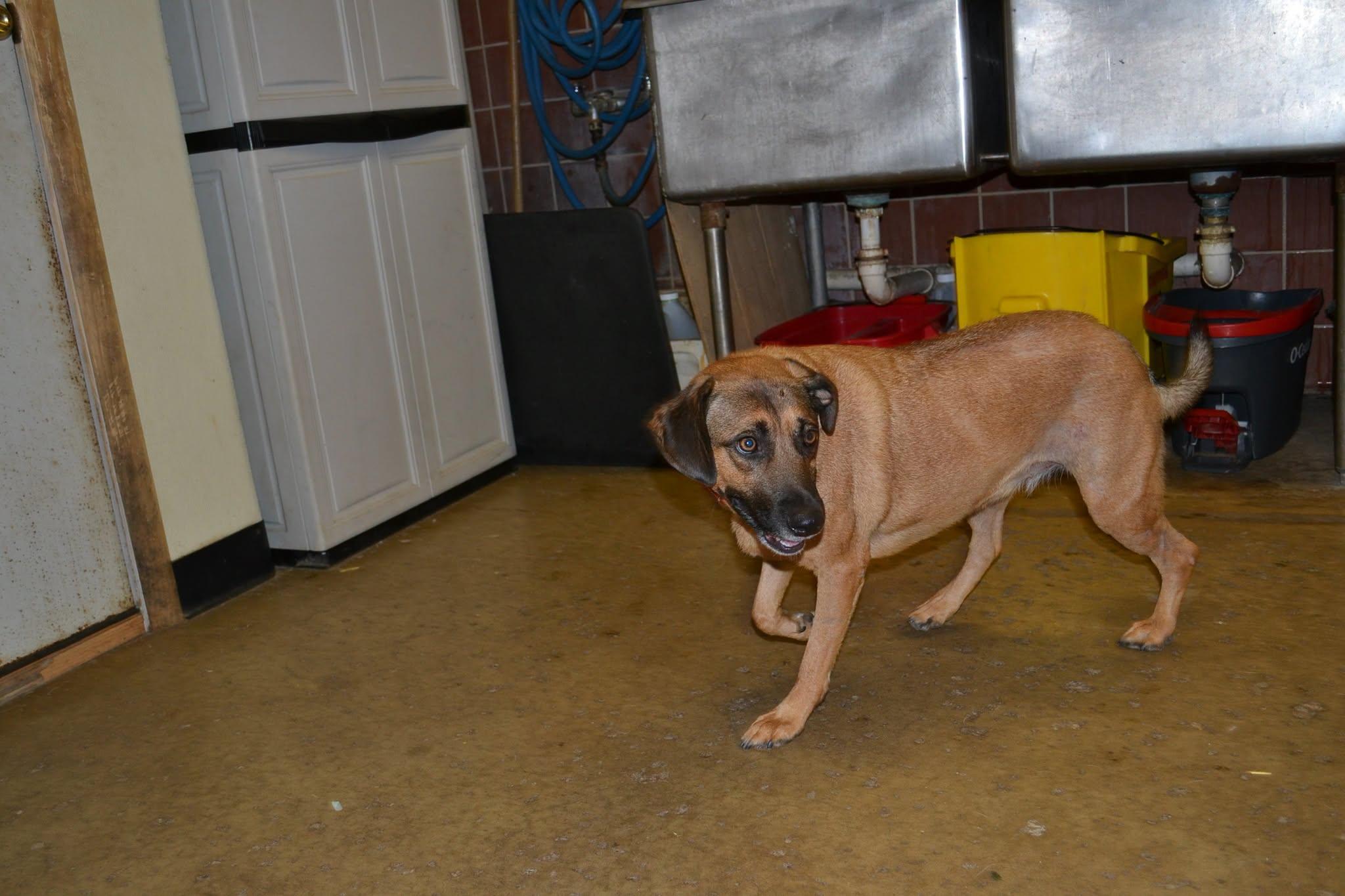 Enlarge Madison, a Adopted mixed breed in Chardon, OH image 5/6