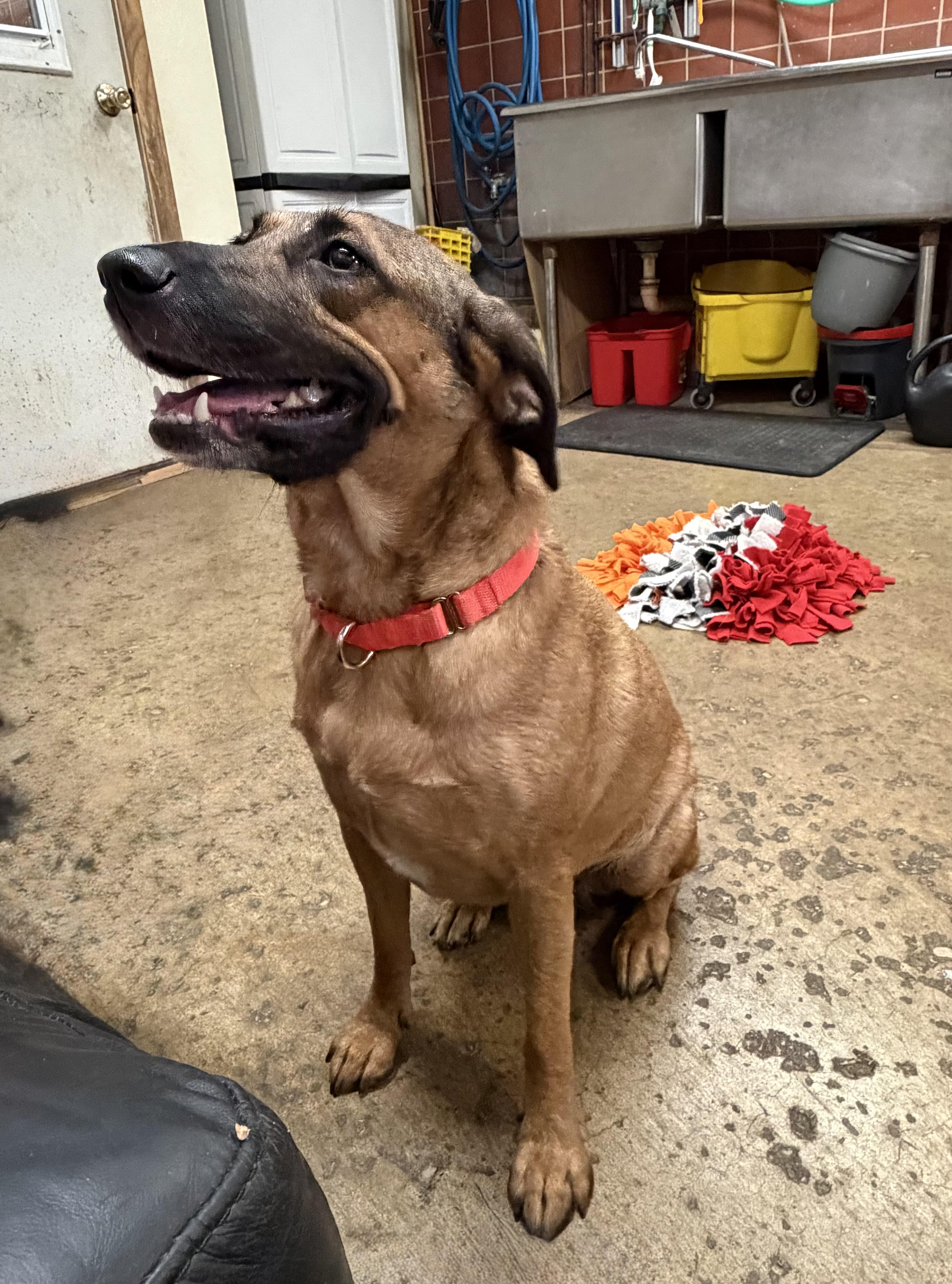 Enlarge Madison, a Adopted mixed breed in Chardon, OH image 2/6