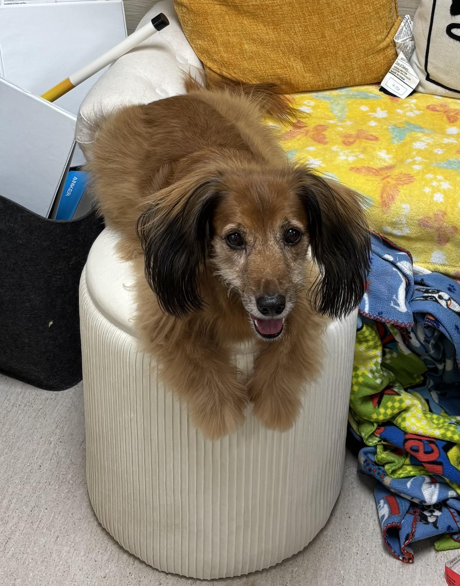 Enlarge Stella, a Adopted Dachshund (Long Haired) in Cabot, AR image 1/3