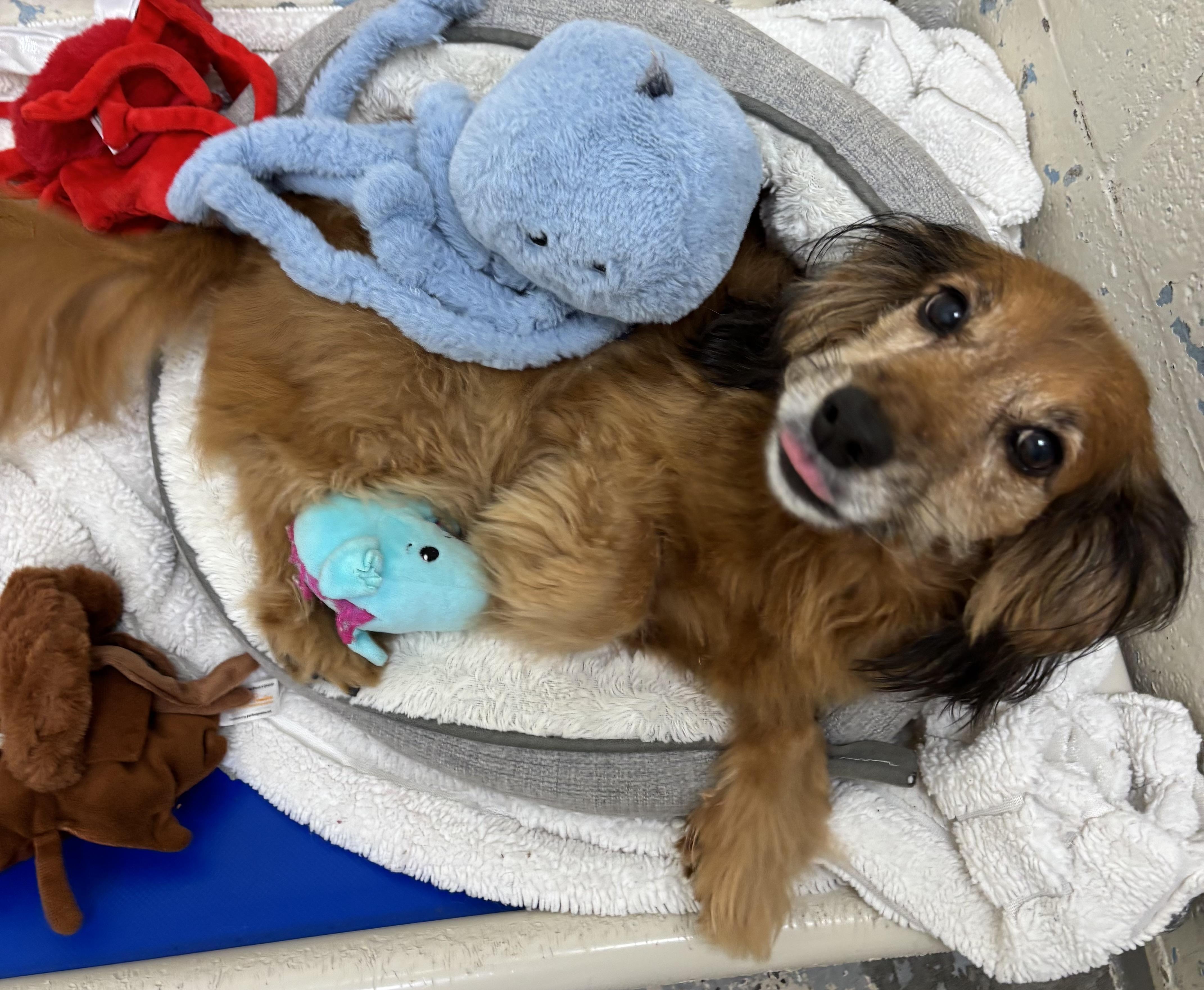 Enlarge Stella, a Adopted Dachshund (Long Haired) in Cabot, AR image 2/3