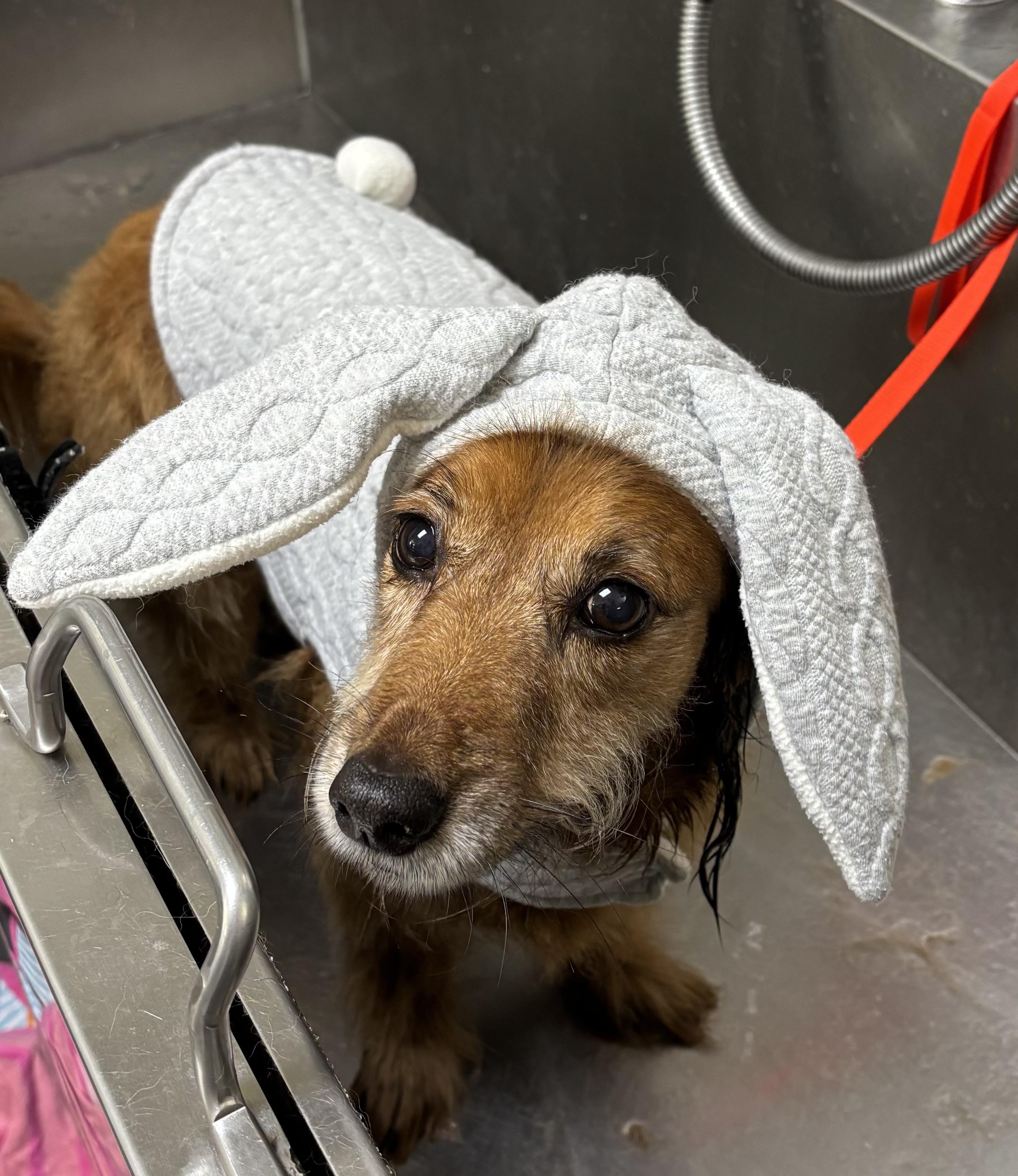 Enlarge Stella, a Adopted Dachshund (Long Haired) in Cabot, AR image 3/3