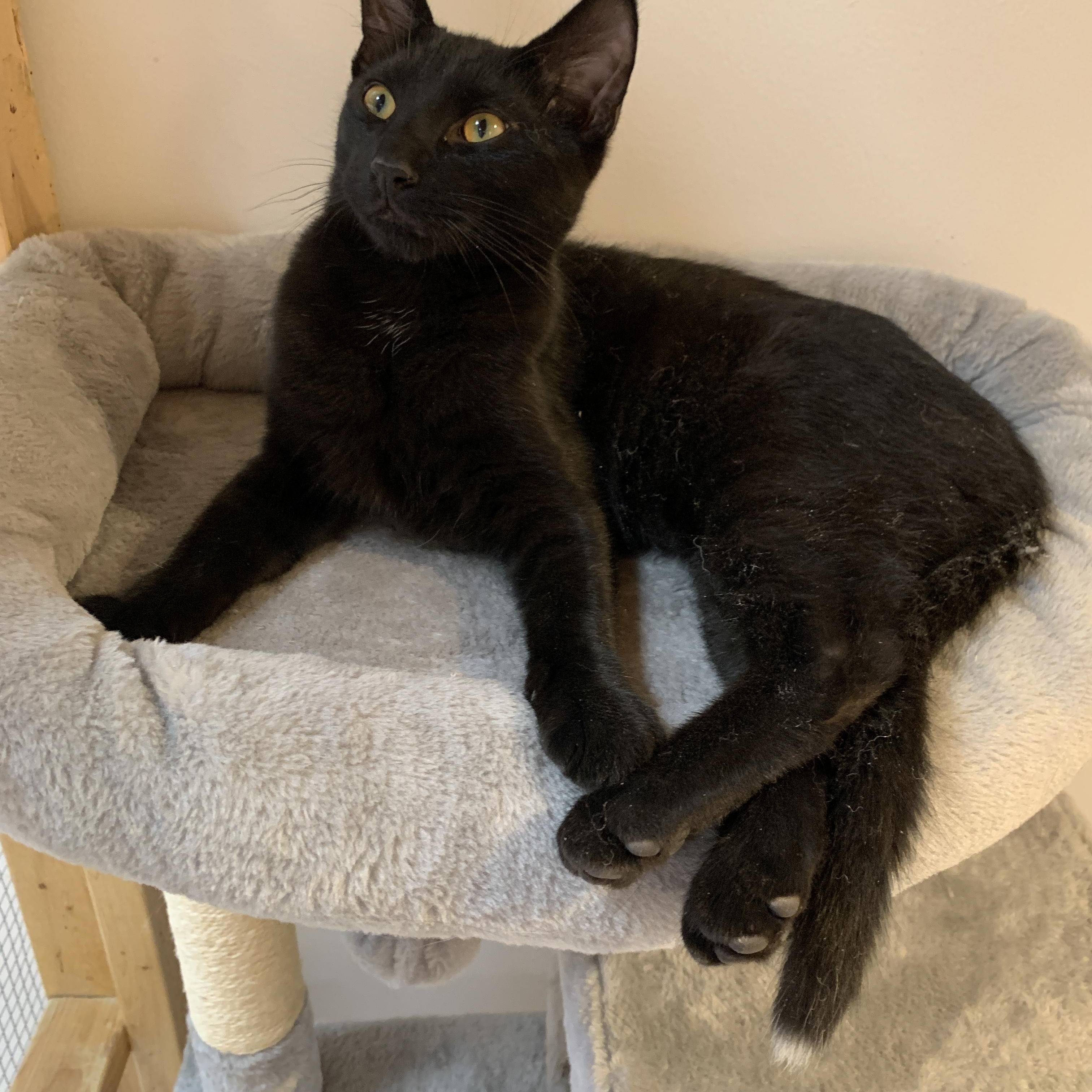 DaVinci (Vinny), an adopted Domestic Short Hair in Saint Charles, MO image 1/2