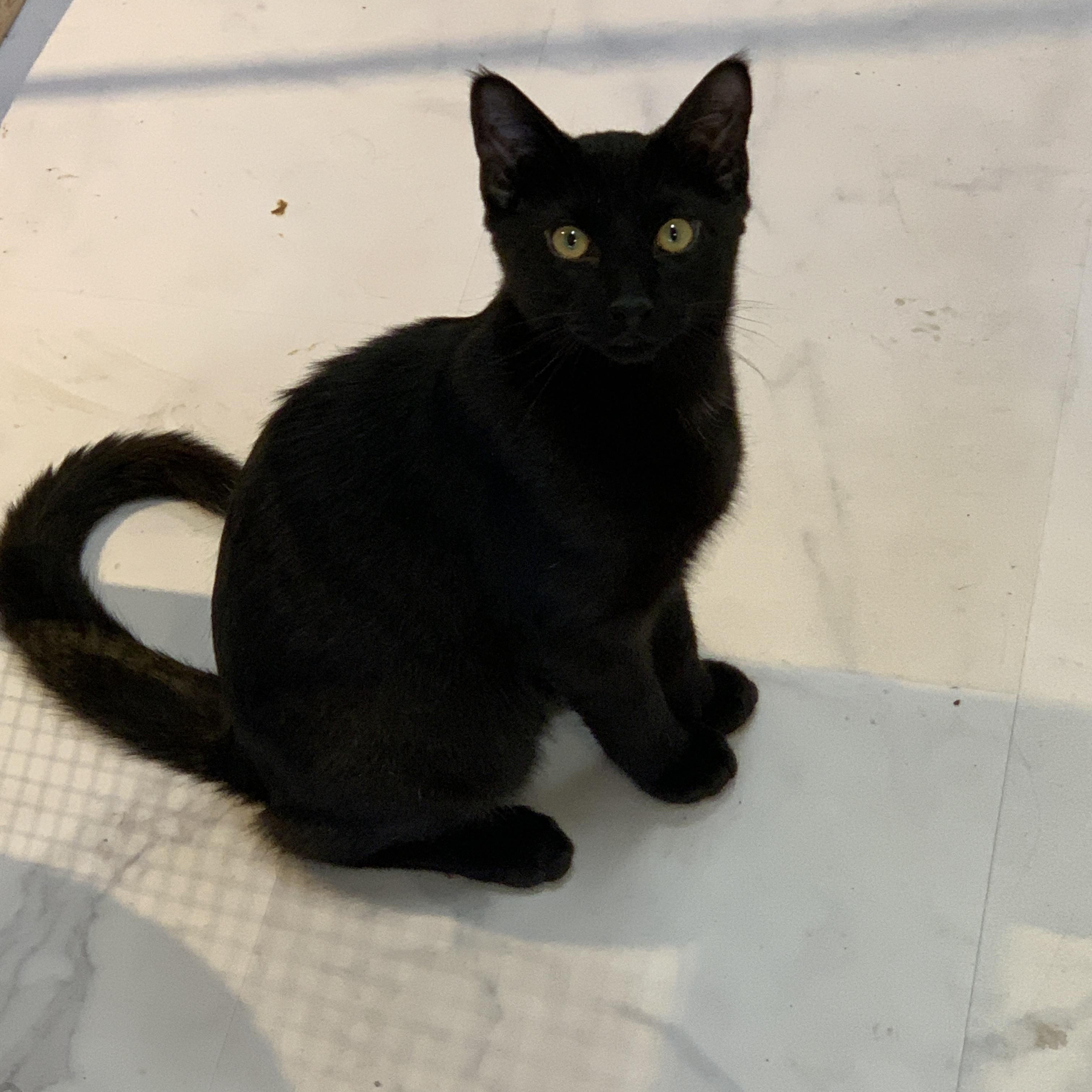 DaVinci (Vinny), an adopted Domestic Short Hair in Saint Charles, MO image 2/2