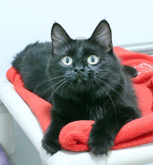 Enlarge Fiorella, a Adoptable mixed breed in Overland Park, KS image 2/3